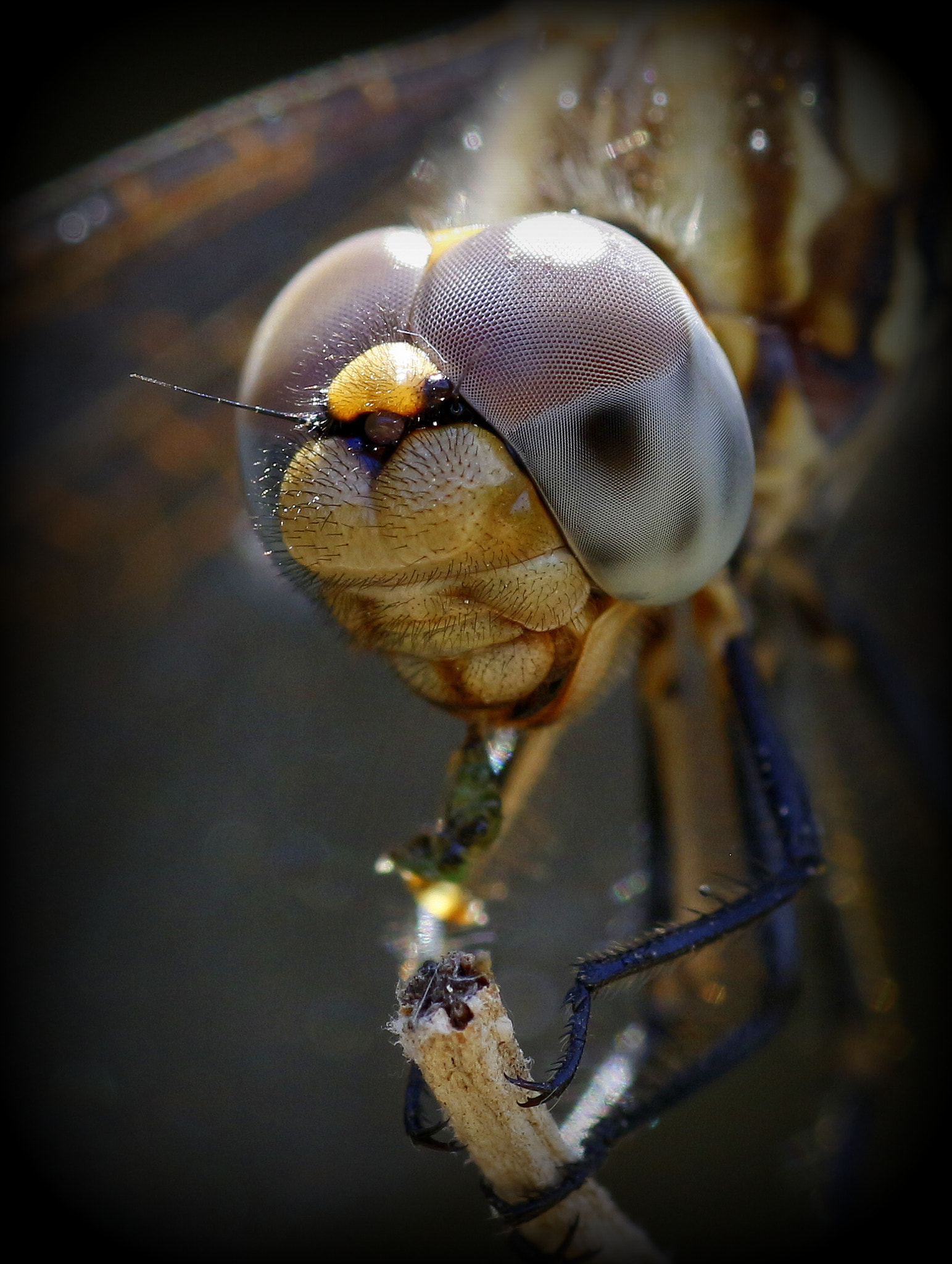 Tamron SP AF 90mm F2.8 Di Macro sample photo. Dragonfly photography