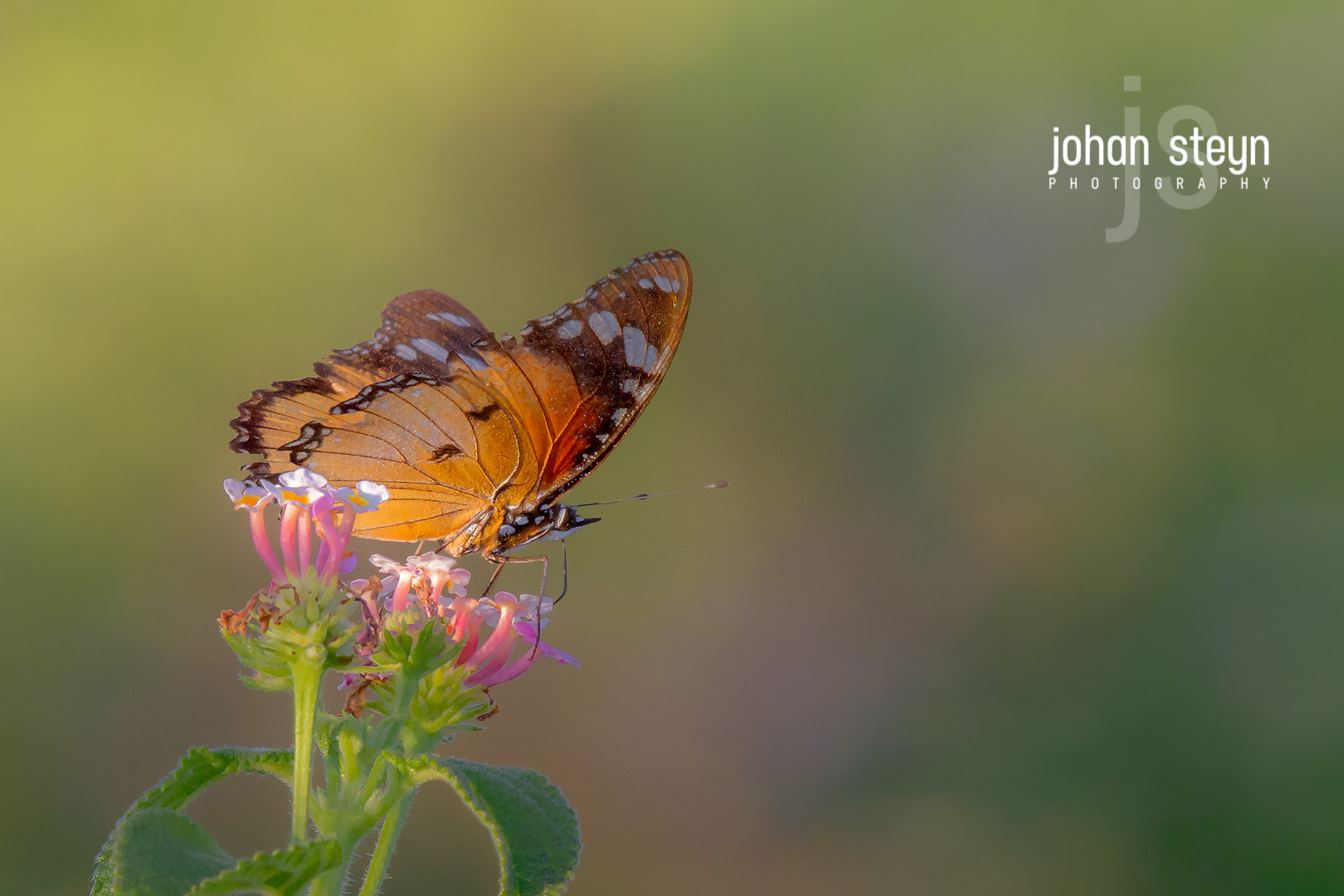 Canon EF 500mm F4L IS II USM sample photo. African monarch photography