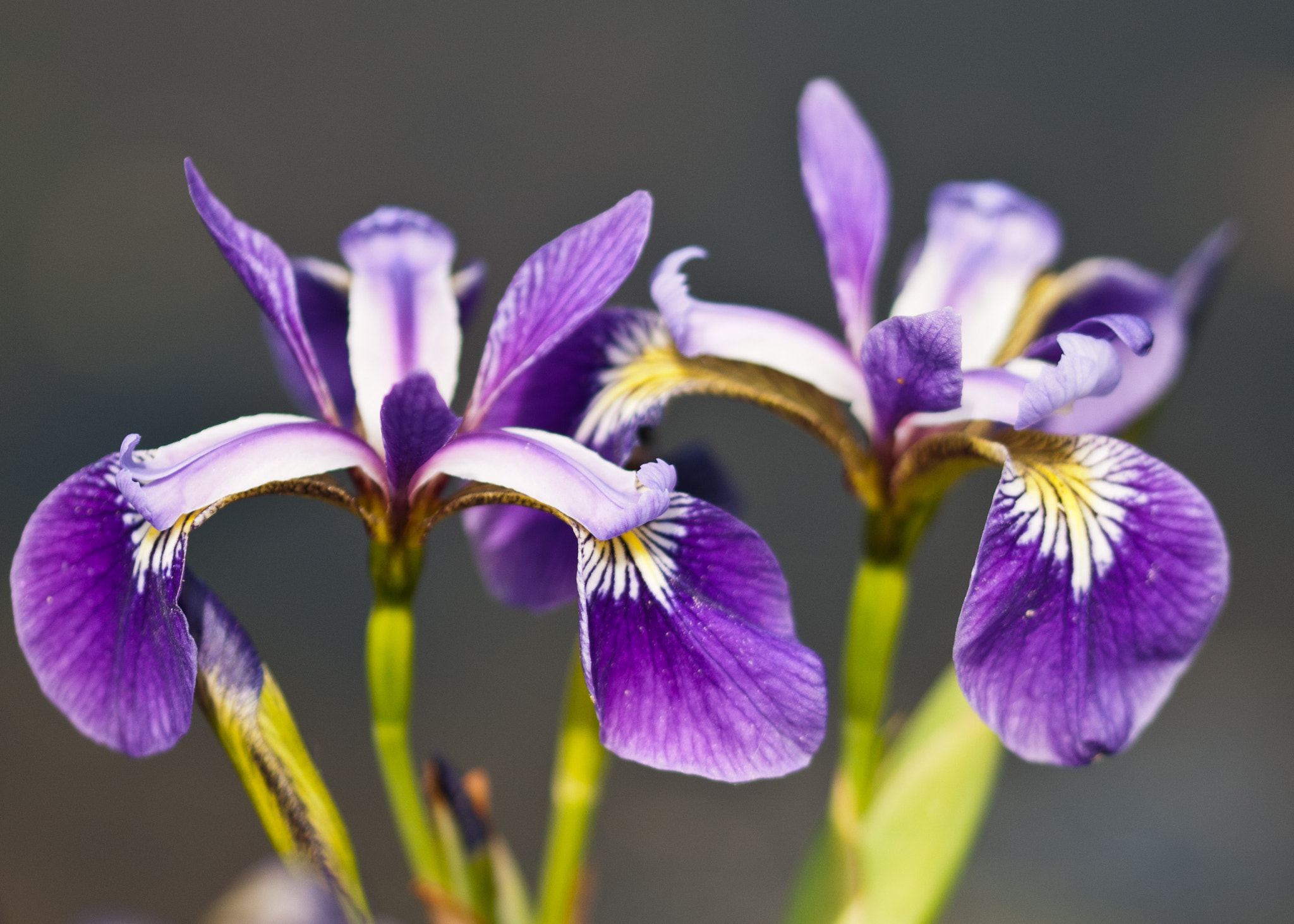 Sigma 105mm F2.8 EX DG OS HSM sample photo. Iris photography