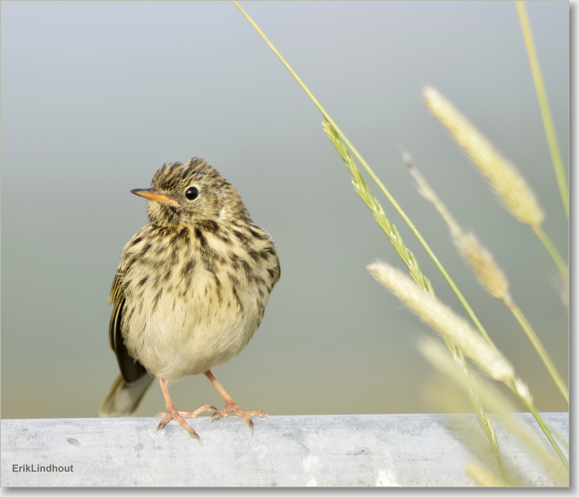 Sigma 150-600mm F5-6.3 DG OS HSM | C sample photo. I look so nice...i am beautiful! ! photography