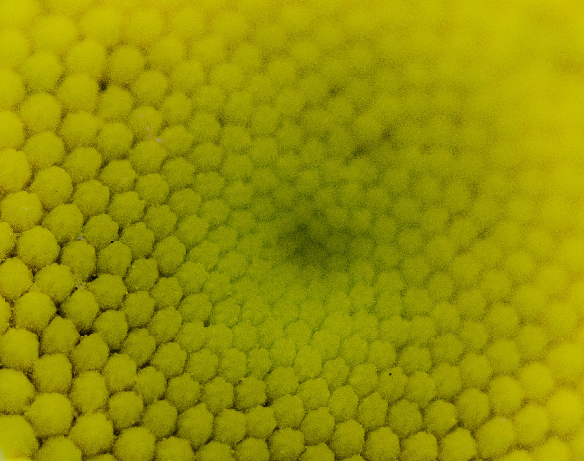 Nikon 1 V1 sample photo. Honeycomb photography