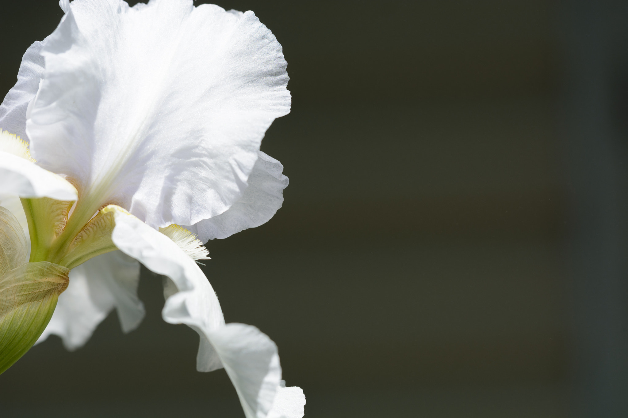 Nikon D7100 + Sigma 50-150mm F2.8 EX APO DC OS HSM sample photo. White iris 2 photography