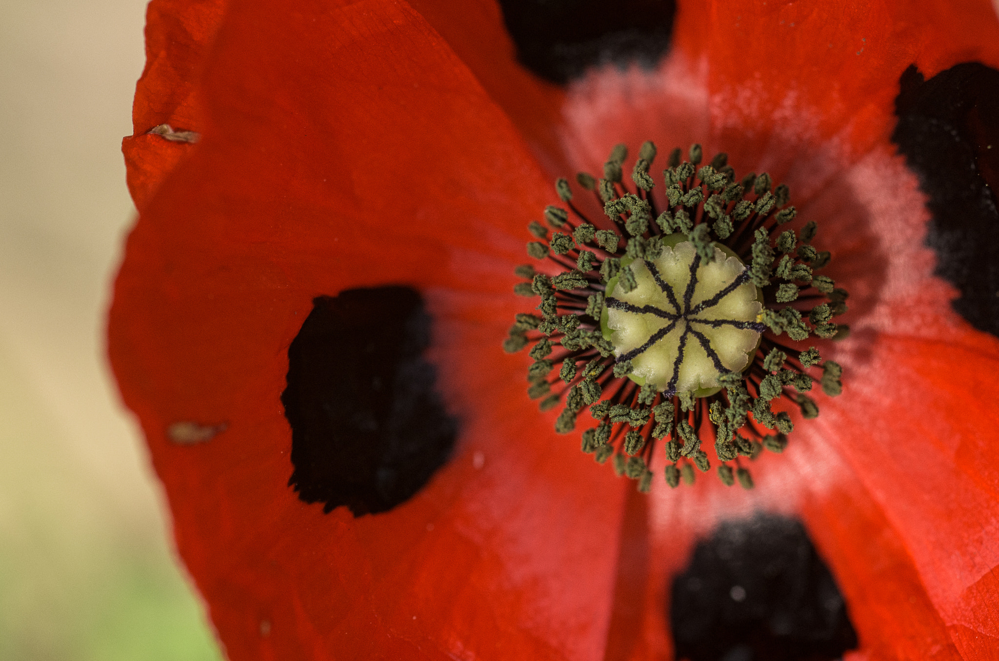 Pentax K-5 + smc PENTAX-F MACRO 50mm F2.8 sample photo. My first ladybird photography