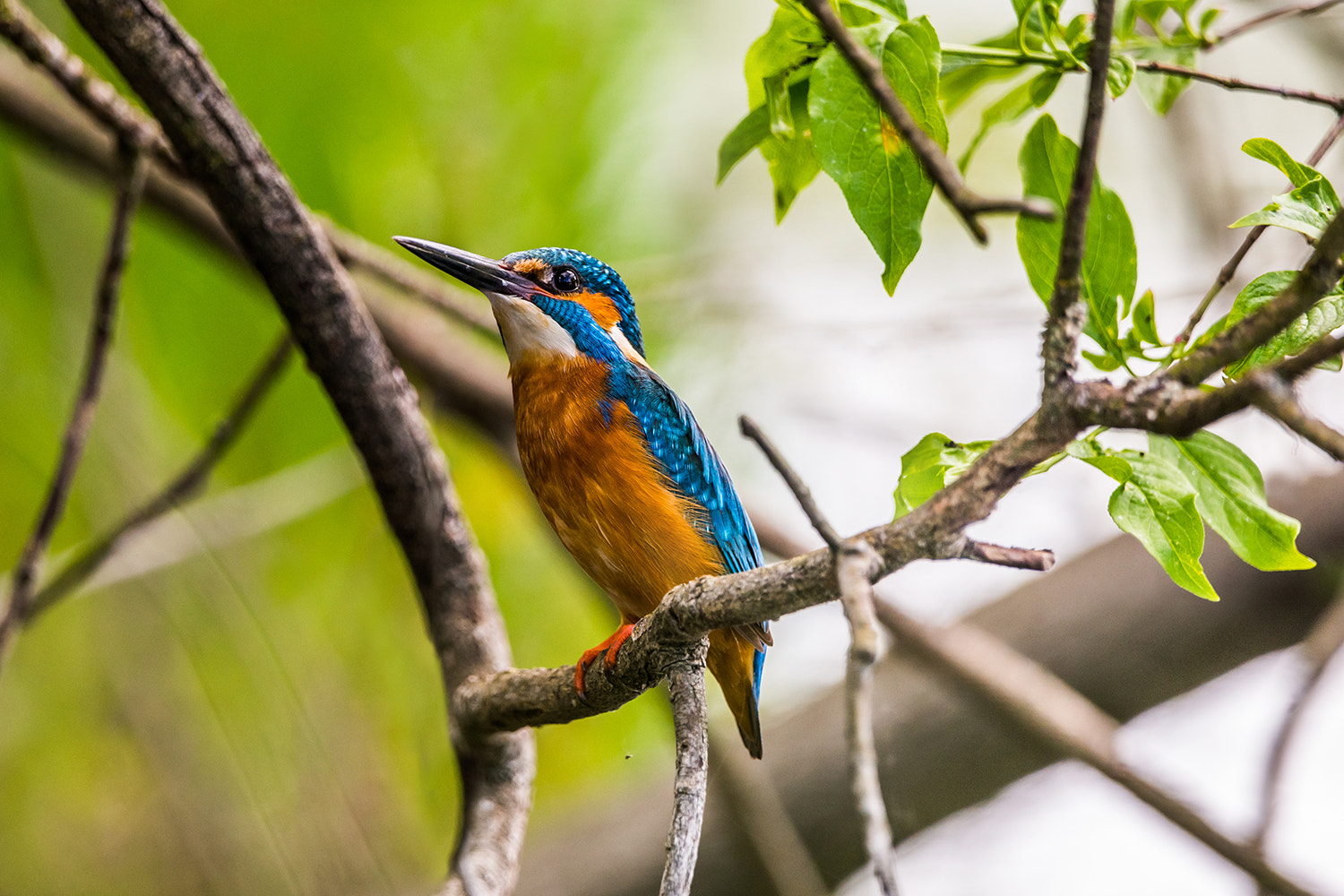 Sony a99 II + Sony 70-400mm F4-5.6 G SSM sample photo. Common kingfisher photography