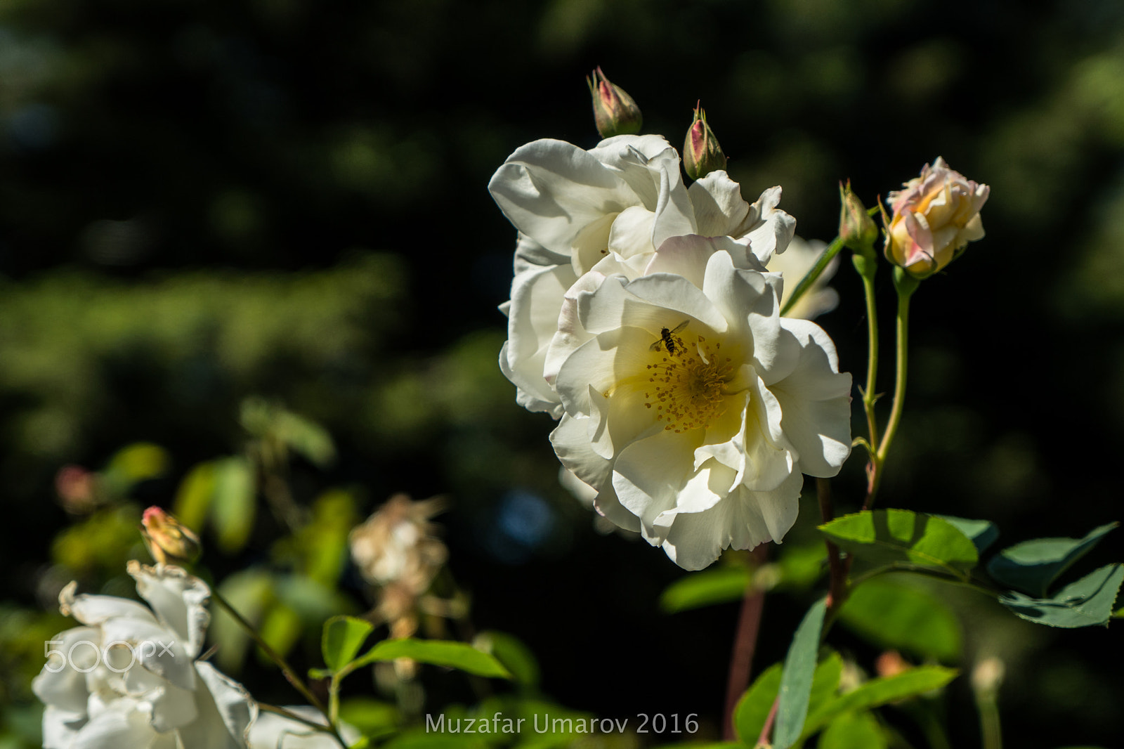 Sony a6300 + Sony Vario Tessar T* FE 24-70mm F4 ZA OSS sample photo. Bee parting with the rose after the exchange photography