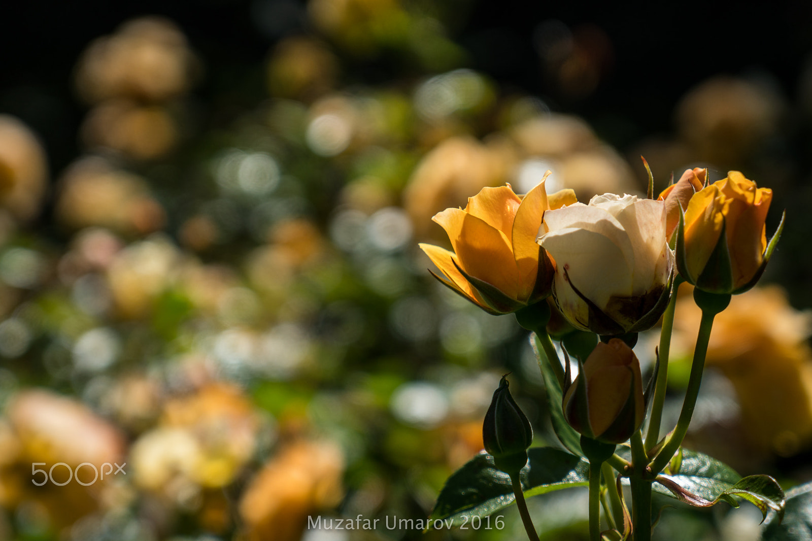 Sony a6300 + Sony Vario Tessar T* FE 24-70mm F4 ZA OSS sample photo. Pretties roses of the garden photography