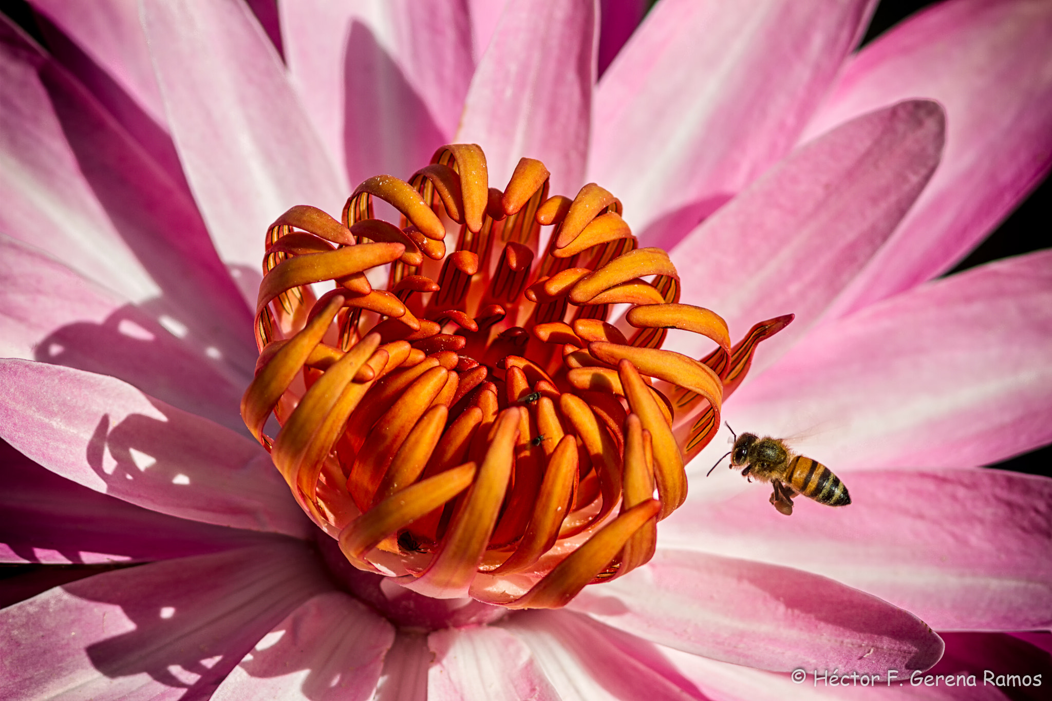 Canon EF 300mm F4L IS USM sample photo. Landing photography