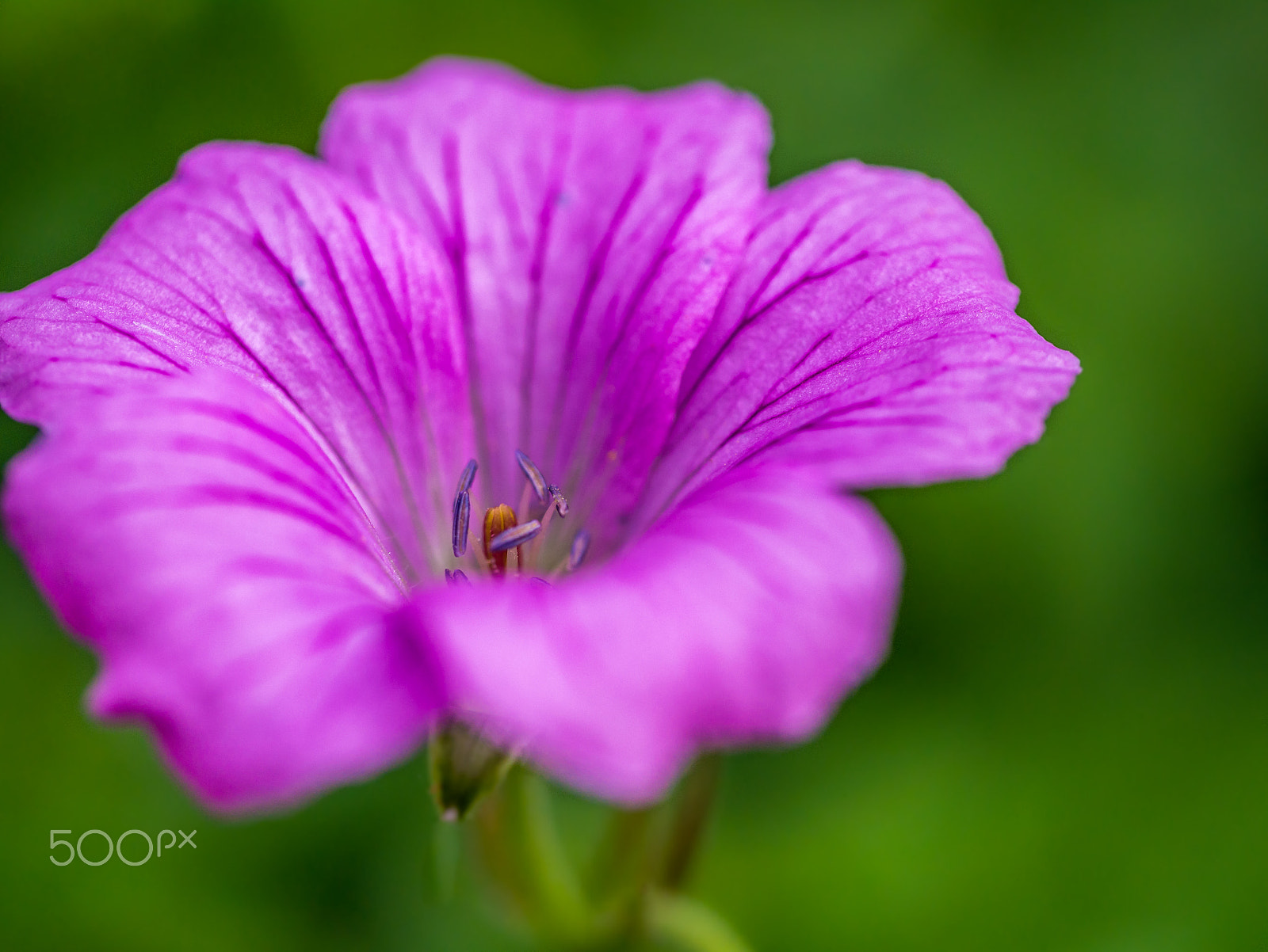 Panasonic Leica DG Macro-Elmarit 45mm F2.8 ASPH OIS sample photo. Purple flower photography