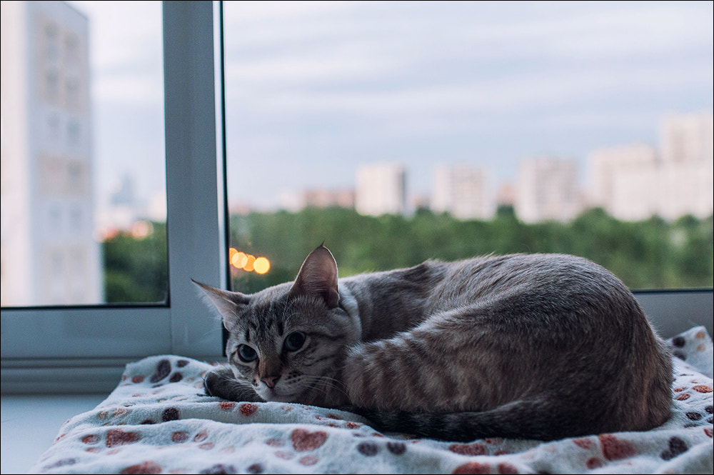Nikon D300S sample photo. ... photography
