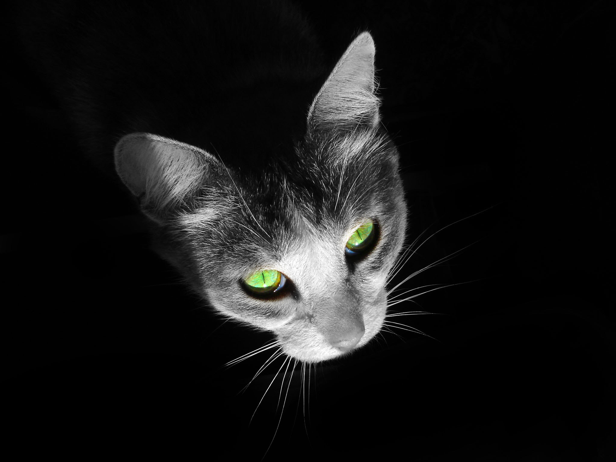 Sony DSC-W5 sample photo. Cat from darkness photography