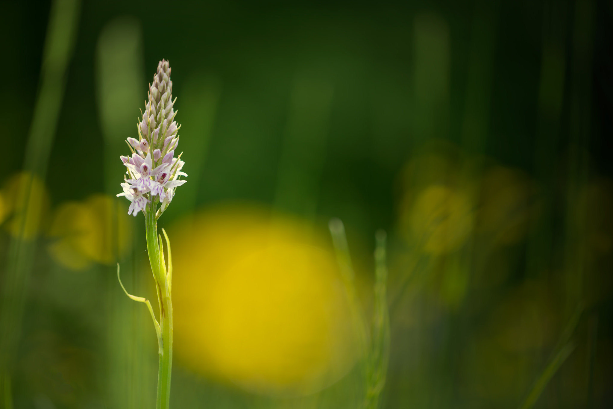 Sony a7R II + Canon EF 100mm F2.8L Macro IS USM sample photo. Common spotted orchid photography
