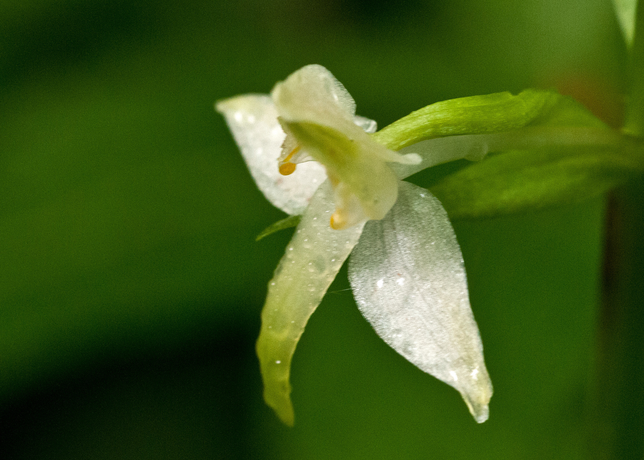 Sigma 105mm F2.8 EX DG OS HSM sample photo. Butterfly orchid photography