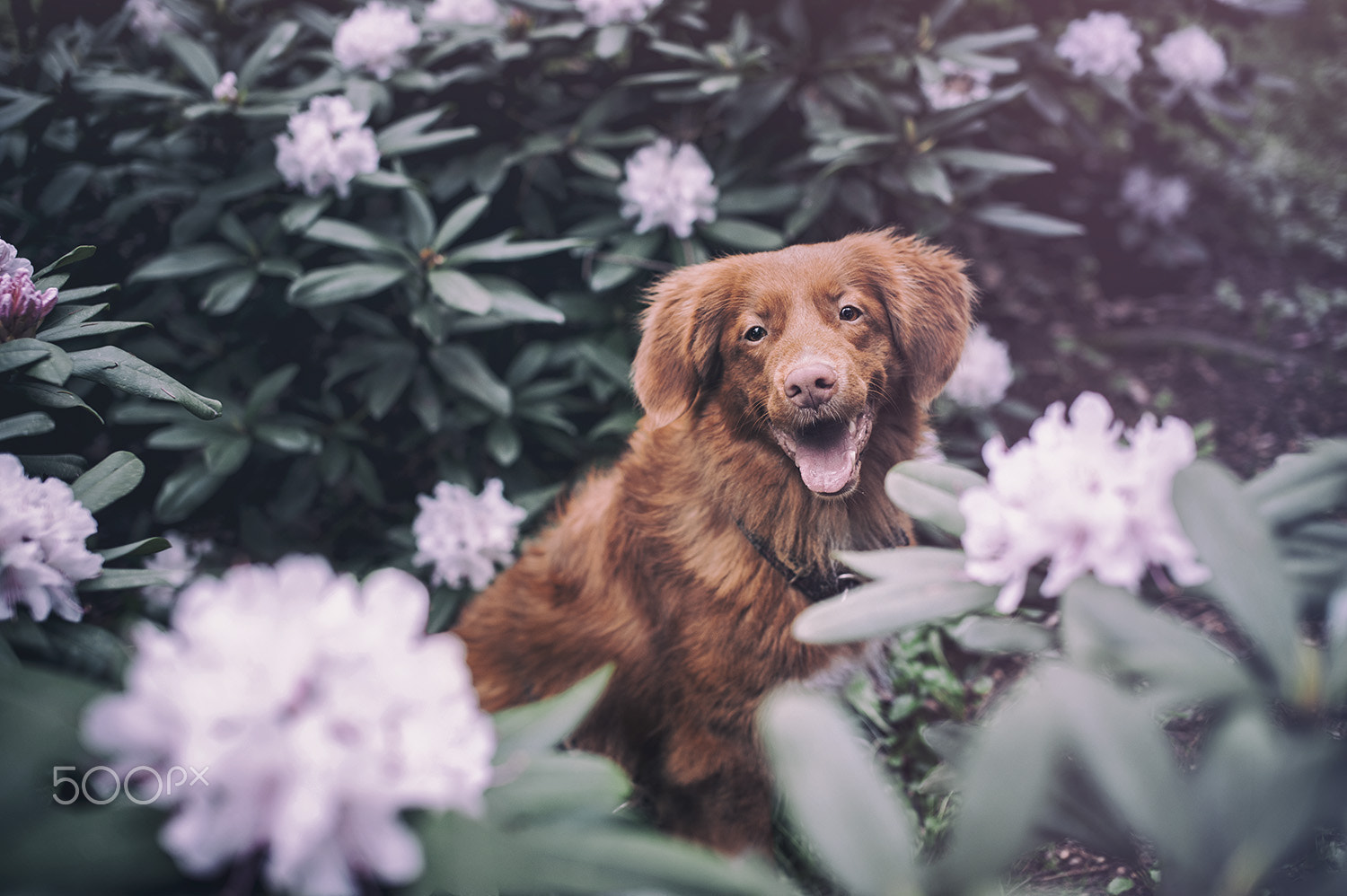 Nikon D3 + Sigma 50mm F1.4 EX DG HSM sample photo. Among flowers photography