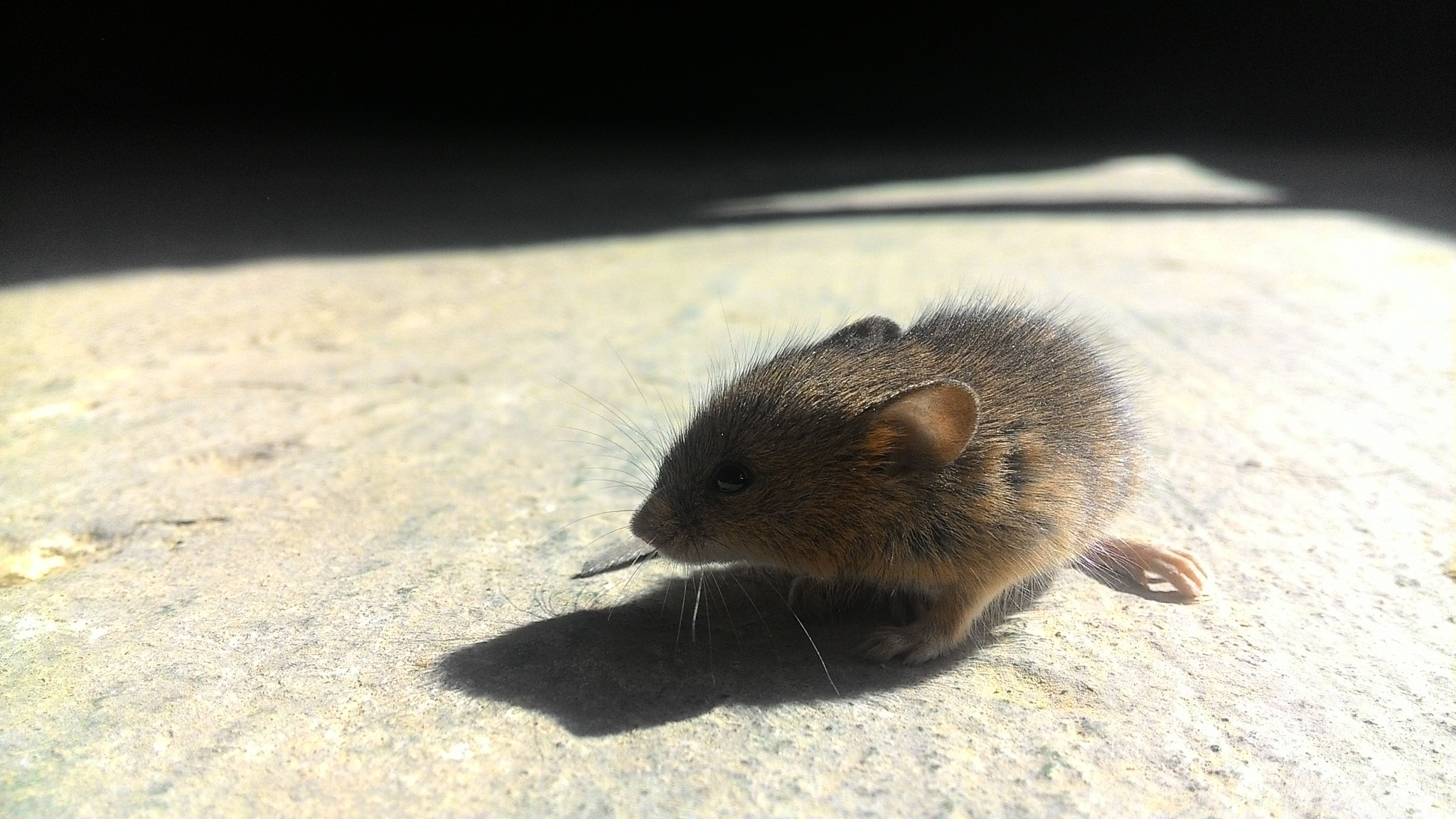 ASUS ZenFone 4 (A450CG) sample photo. Mouse photography