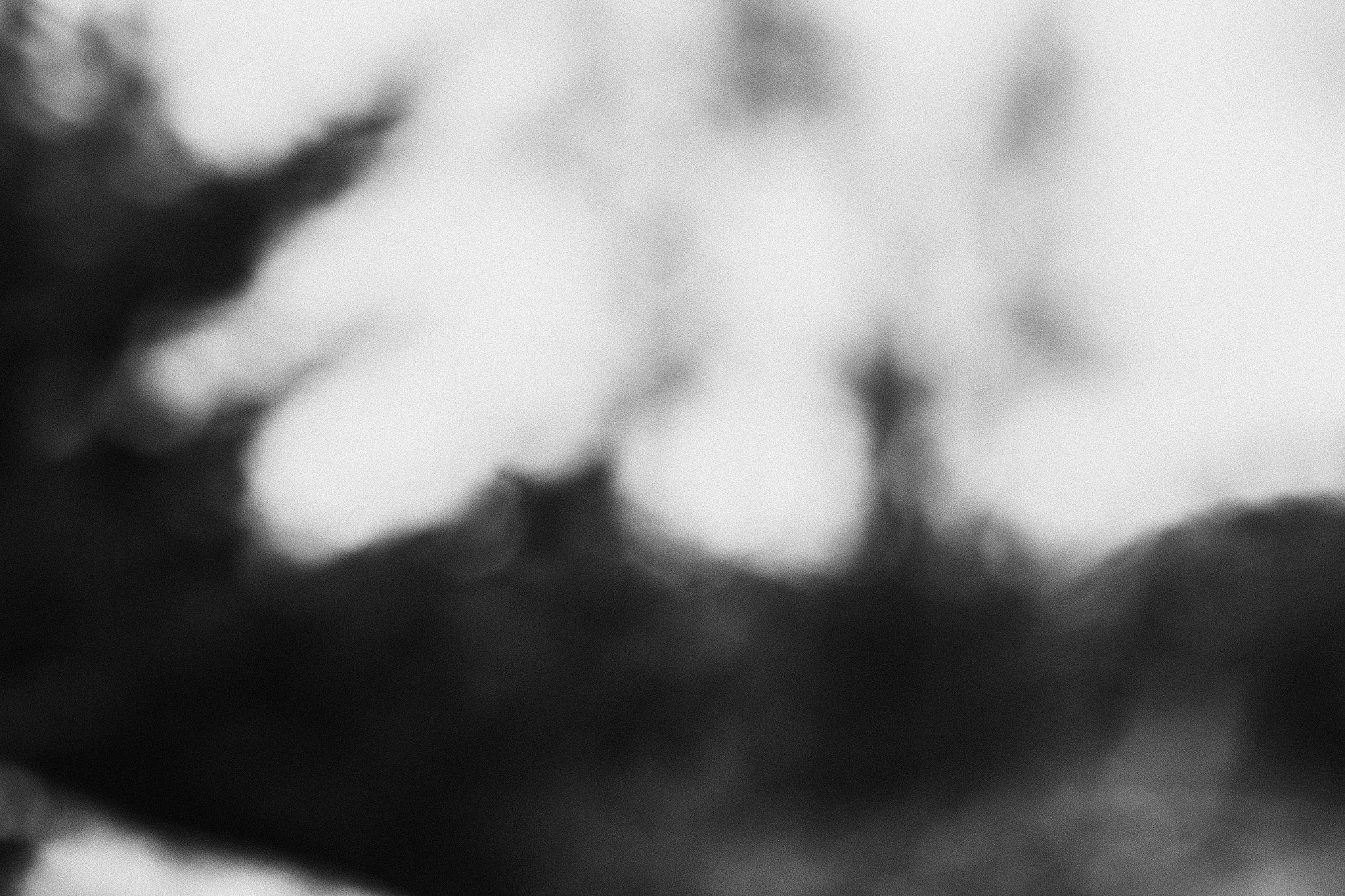 Canon EF 50mm F1.4 USM sample photo. Forest. photography
