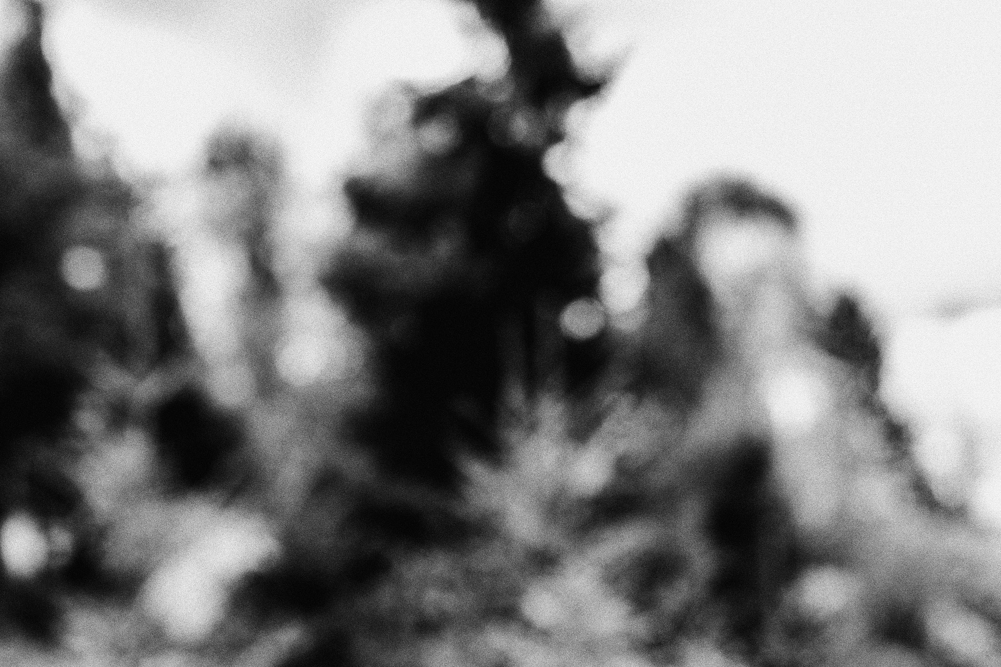 Canon EF 50mm F1.4 USM sample photo. Forest. photography