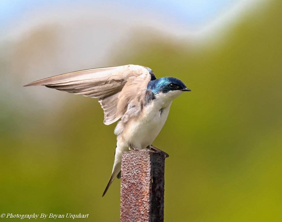 Canon EF 400mm F5.6L USM sample photo. Tree swallow photography