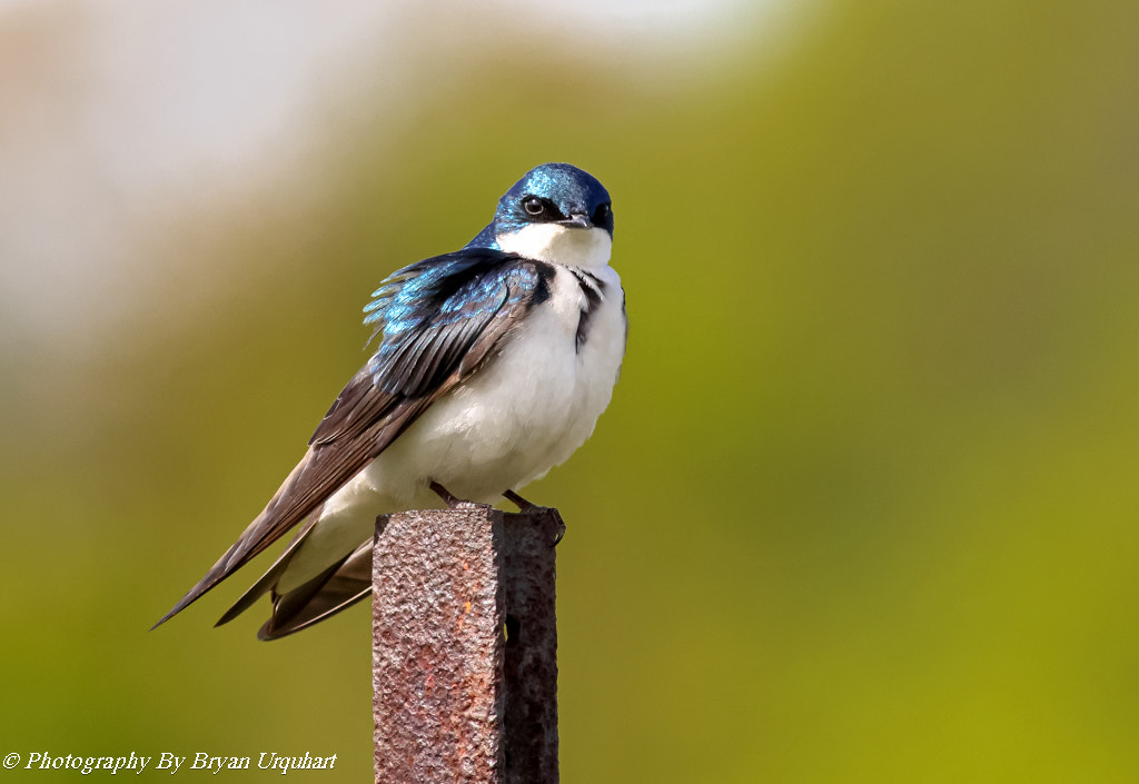 Canon EOS 70D + Canon EF 400mm F5.6L USM sample photo. Tree swallow photography