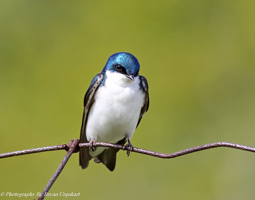 Canon EOS 70D + Canon EF 400mm F5.6L USM sample photo. Tree swallow photography