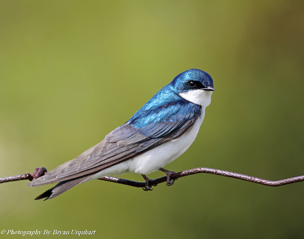 Canon EF 400mm F5.6L USM sample photo. Tree swallow photography