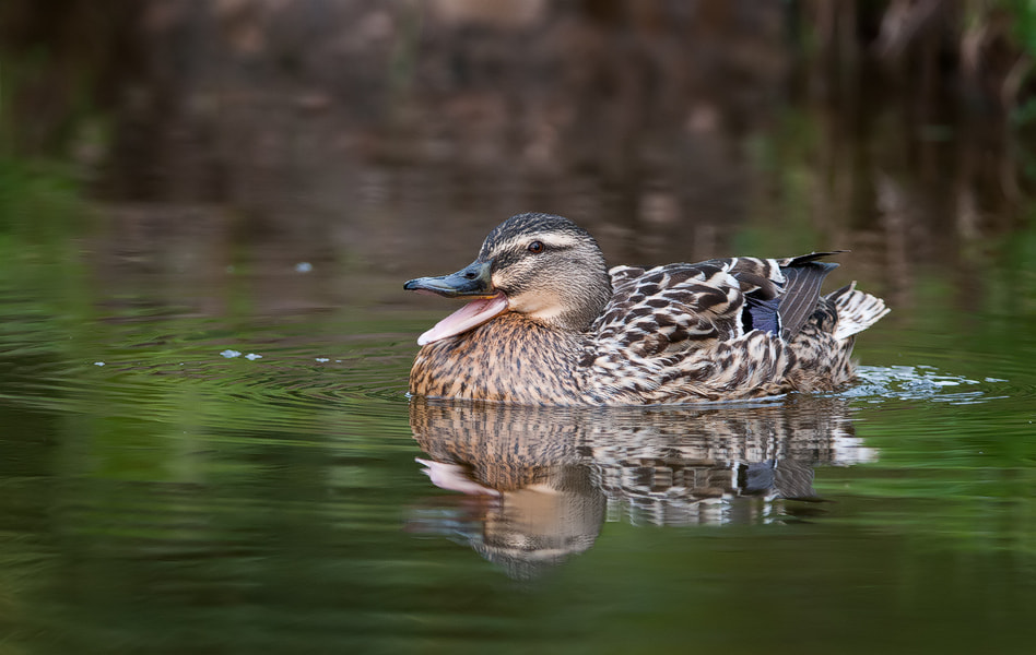 Nikon D300 + Nikon AF-S Nikkor 300mm F4D ED-IF sample photo. Mallard reflection photography