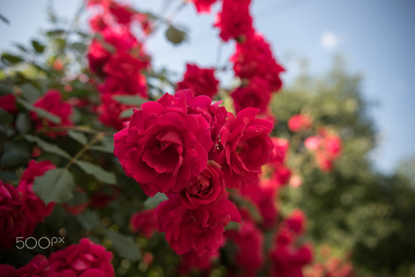 Nikon D750 + Sigma 18-35mm F1.8 DC HSM Art sample photo. Red roses.jpg photography