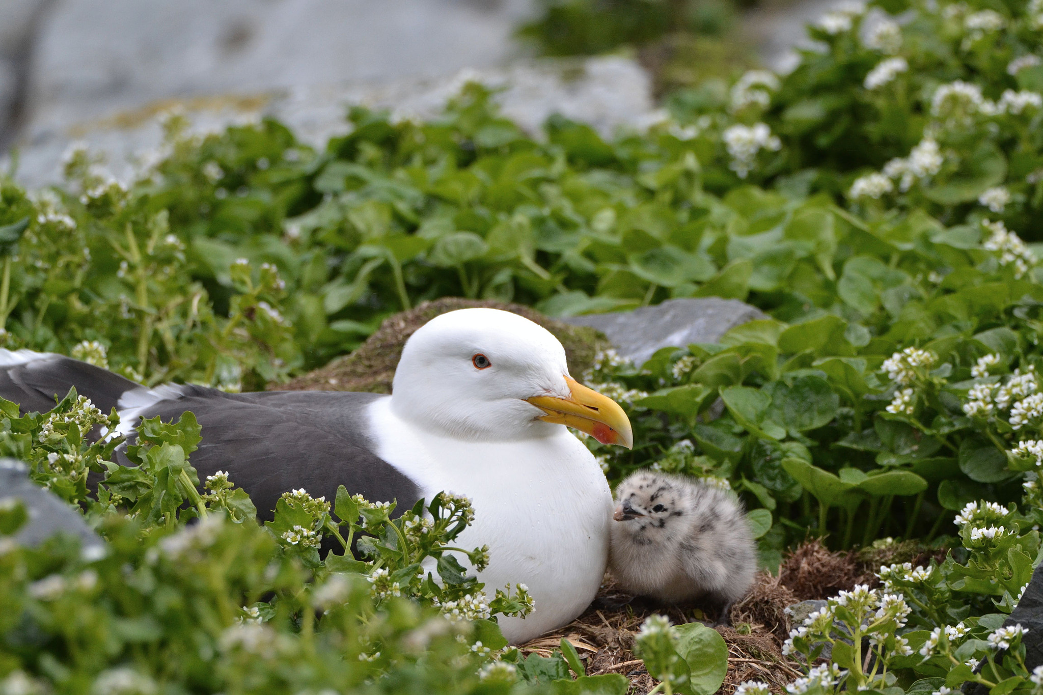 Nikon D3100 sample photo. Great black-backed gull photography