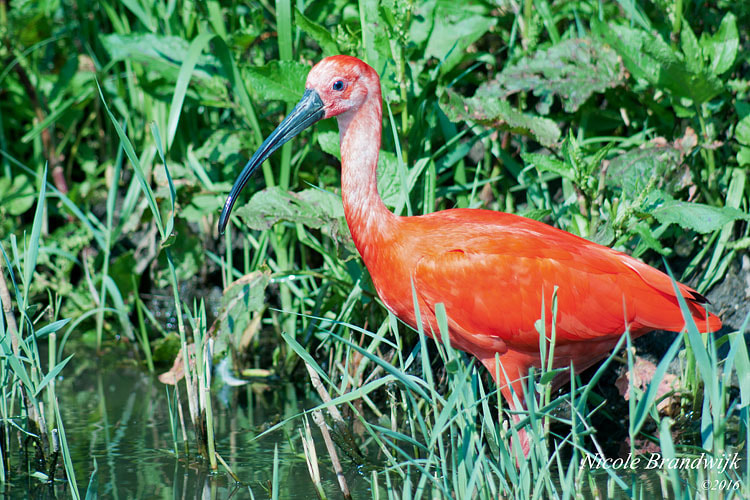 Sony Alpha DSLR-A700 + Minolta AF 100-300mm F4.5-5.6 sample photo. Red ibis photography