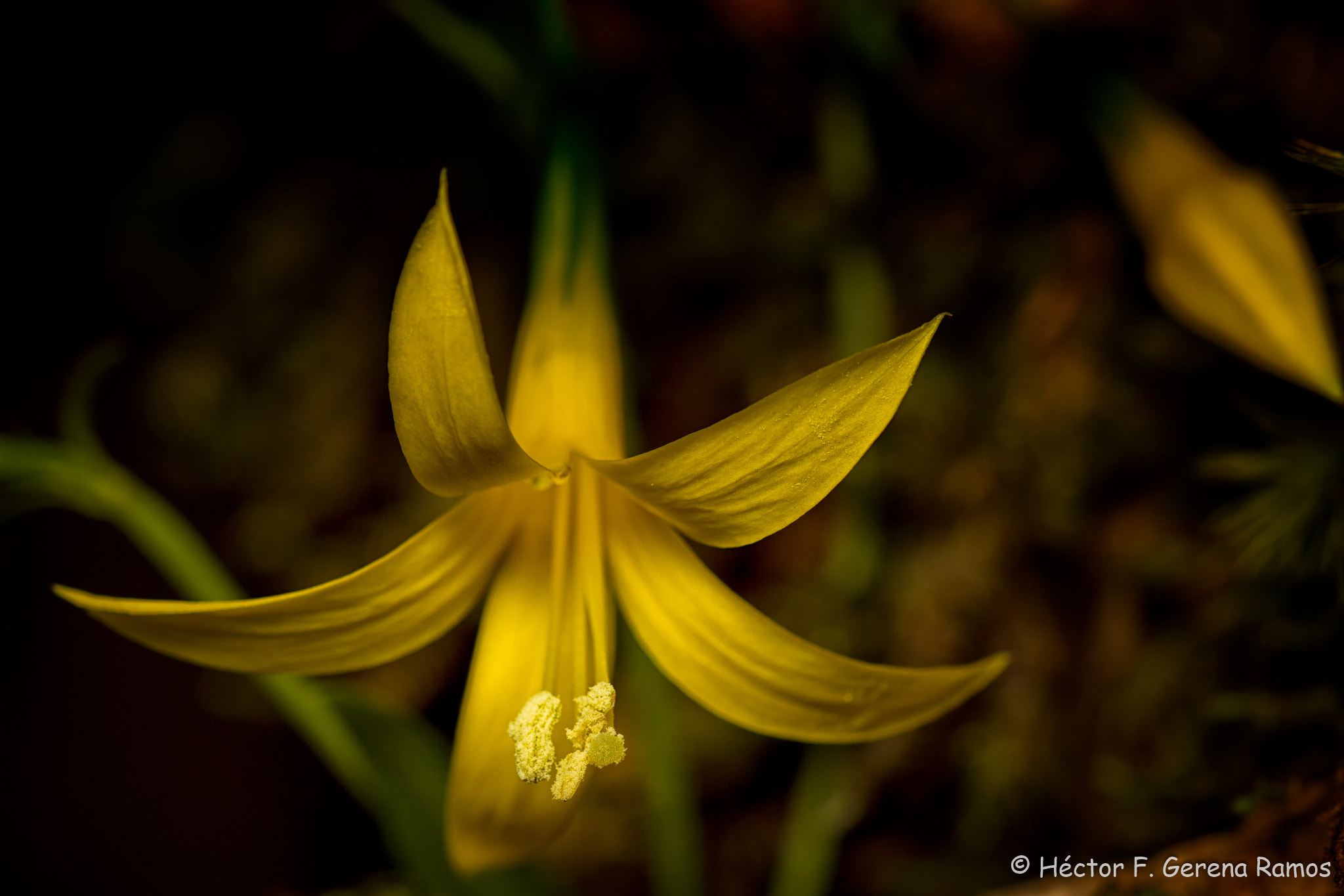 Sigma APO Macro 180mm F2.8 EX DG OS HSM sample photo. Glow photography