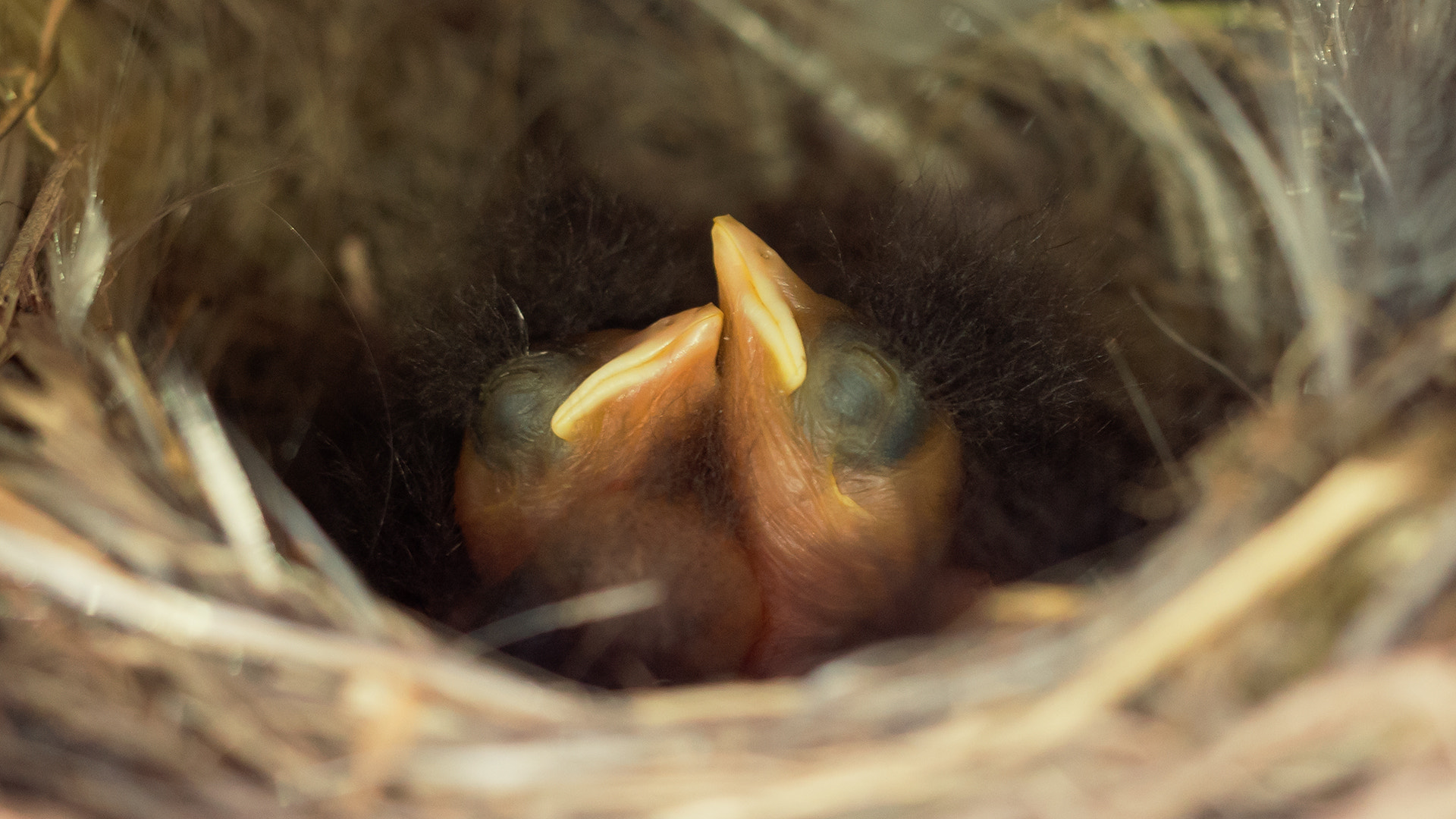 Olympus PEN E-PM2 sample photo. Black redstart, phoenicurus ochruros, young photography