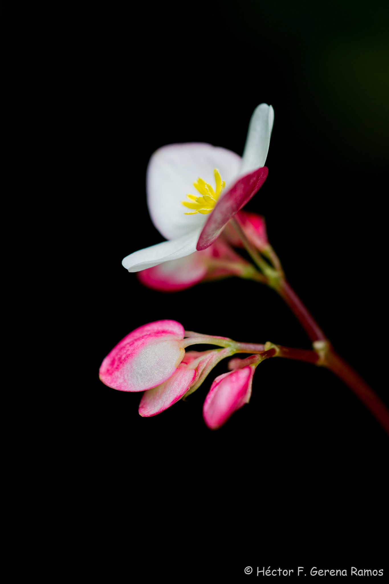 Sigma APO Macro 180mm F2.8 EX DG OS HSM sample photo. Reaching the sun photography