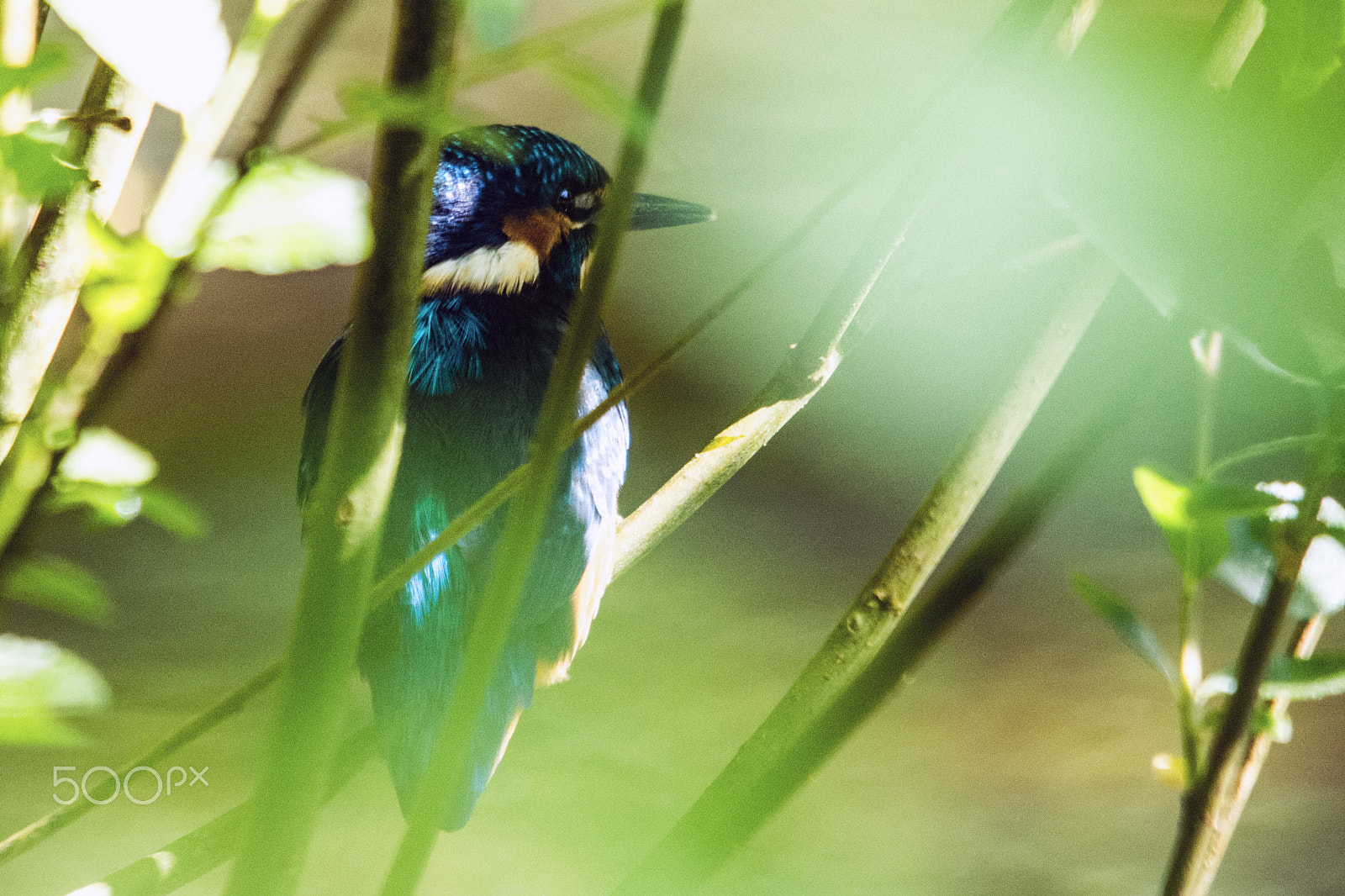 Sigma 150-500mm F5-6.3 DG OS HSM sample photo. Camoflagued photography