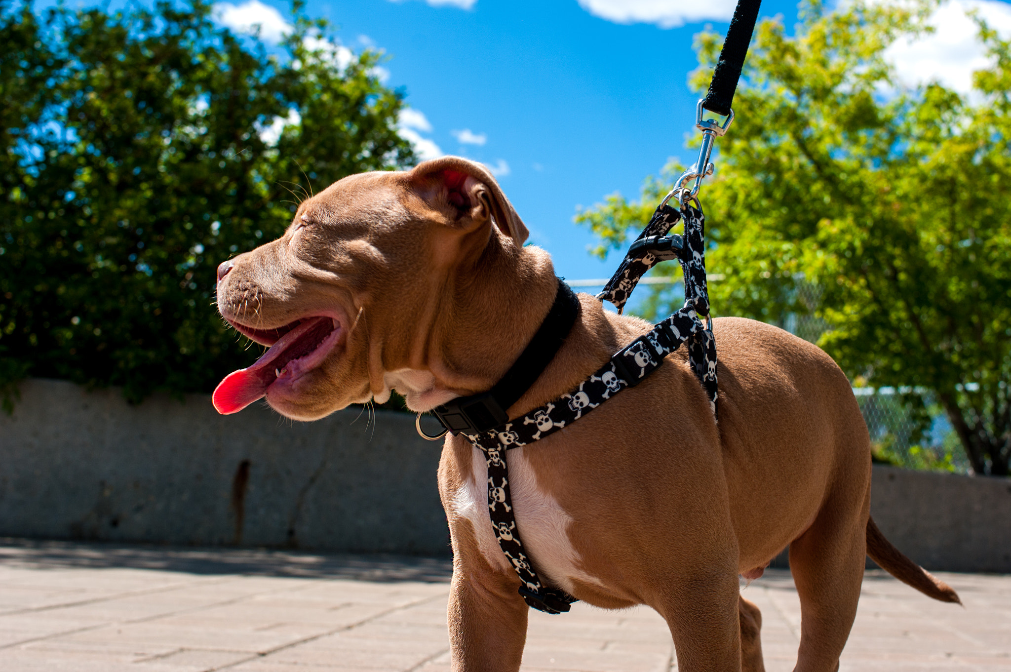 Pentax K20D sample photo. Young pit bull photography