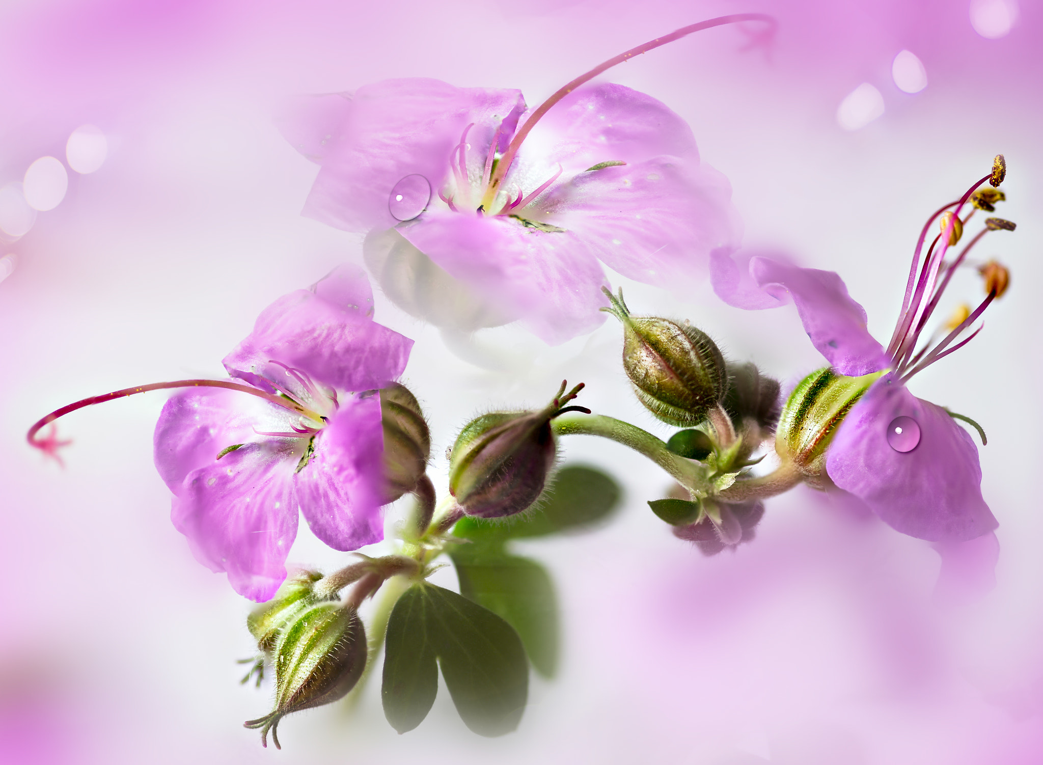 Canon EOS 6D + Sigma 105mm F2.8 EX DG Macro sample photo. Geranium pink photography