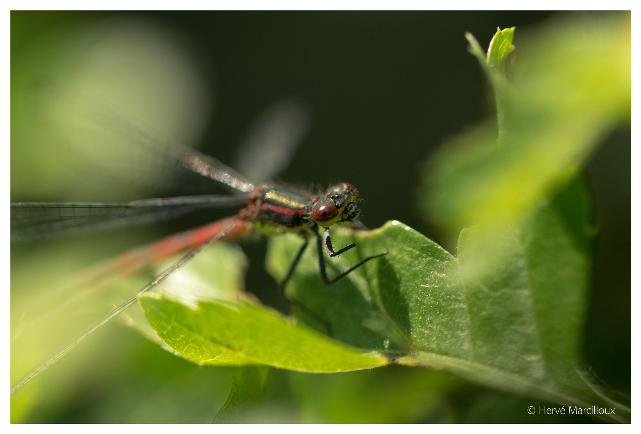 Sony SLT-A77 + 105mm F2.8 sample photo. The dragonflies are back! photography
