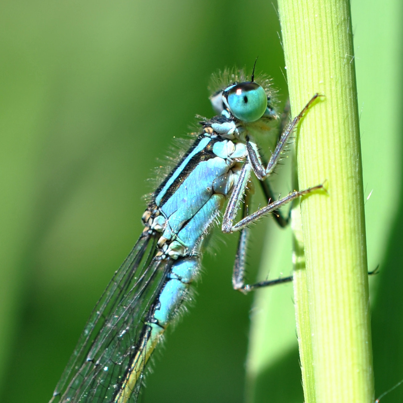 Nikon AF-S DX Micro Nikkor 40mm F2.8 sample photo. Damsel(fly) in (hair)distress photography