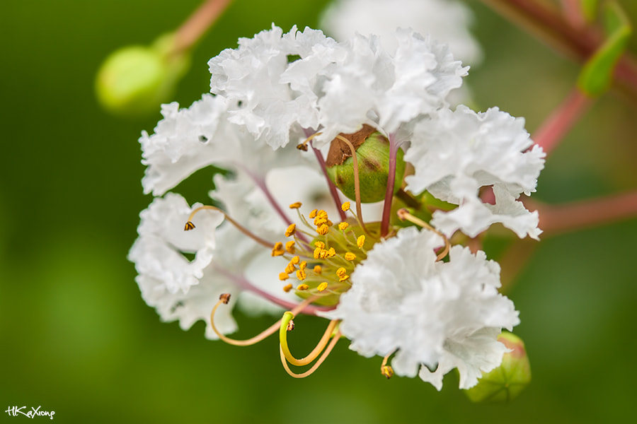 Canon EF-S 60mm F2.8 Macro USM sample photo. White crape myrtle photography