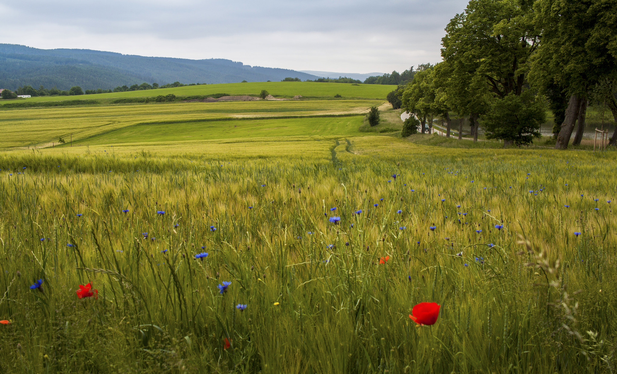 Canon EF-S 24mm F2.8 STM sample photo. Cornfields beside the lake photography