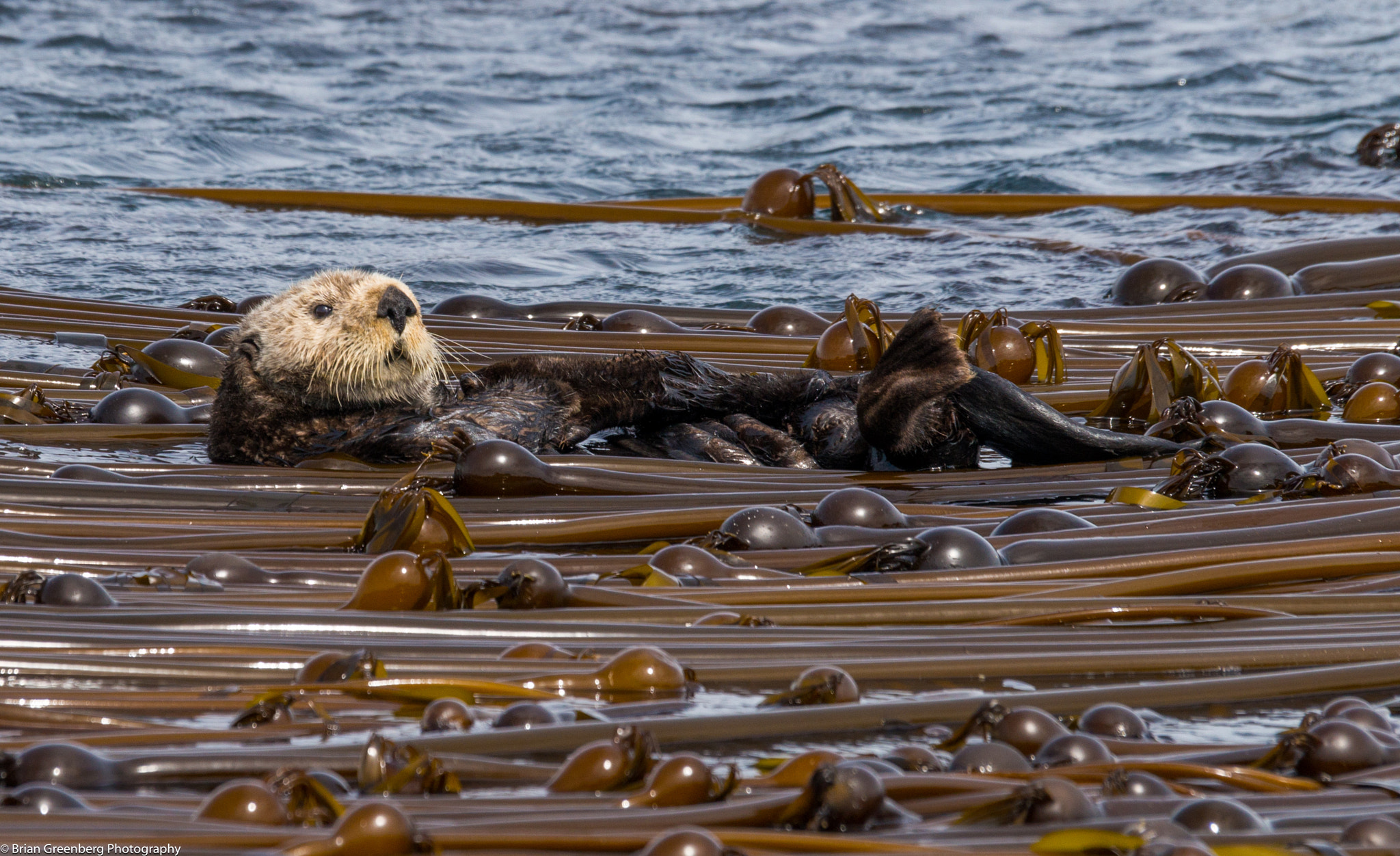 Sony a99 II + Sony 70-400mm F4-5.6 G SSM sample photo. The sea otter photography