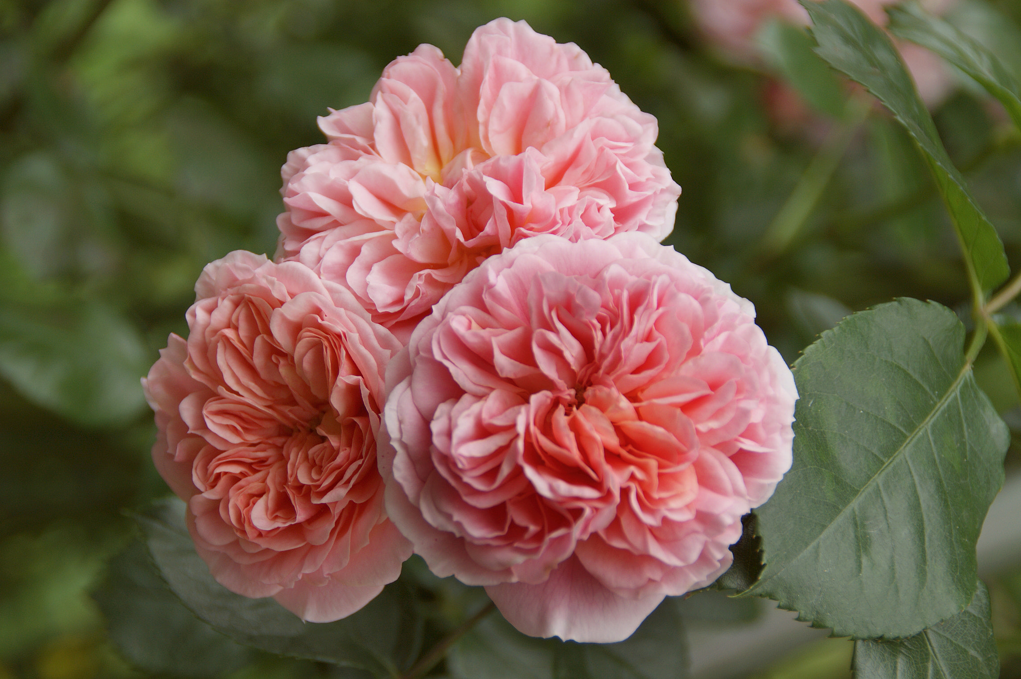 Sony Alpha DSLR-A290 sample photo. ✼ ✼ photography