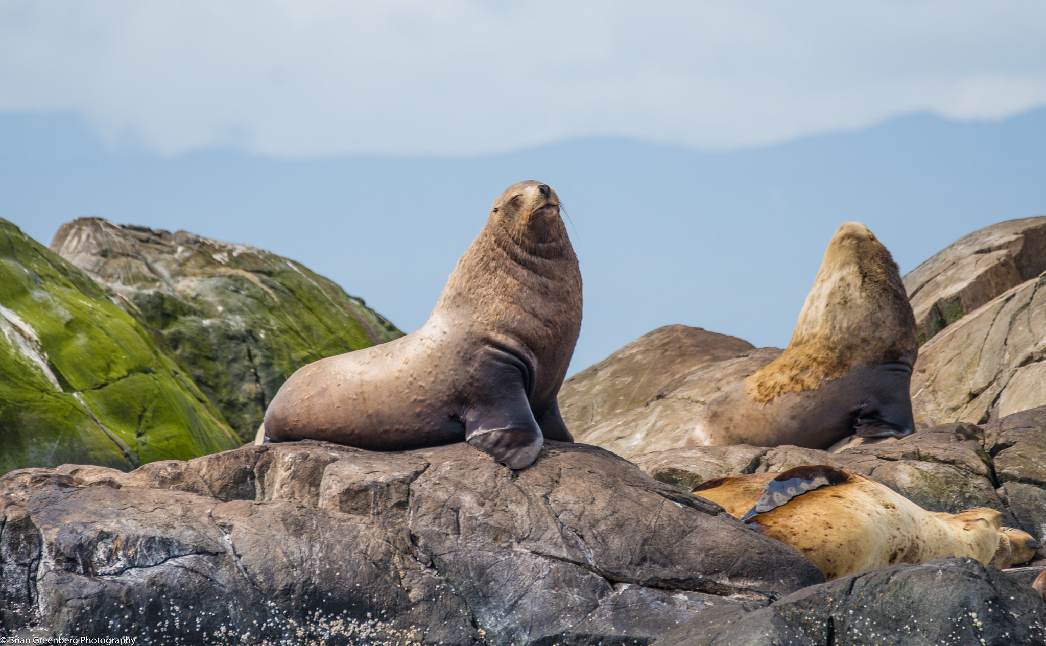Sony a99 II + Sony 70-400mm F4-5.6 G SSM sample photo. King of the sea lions photography