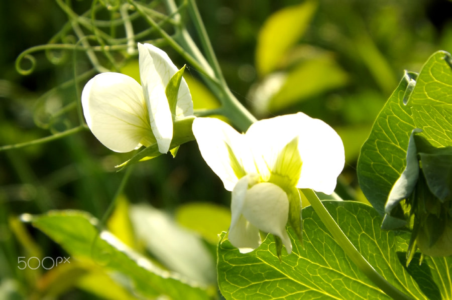 Fujifilm FinePix SL240 sample photo. Blooming peas photography