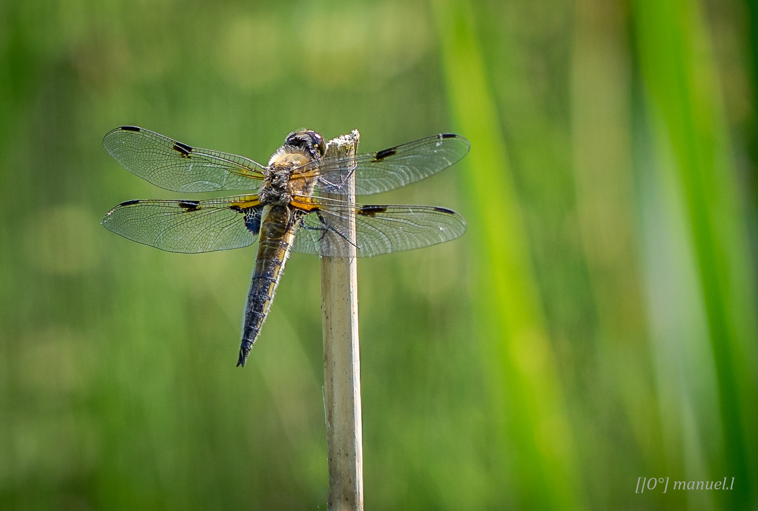 Sony a7 II + 90mm F2.8 Macro SSM sample photo. Dragonfly photography