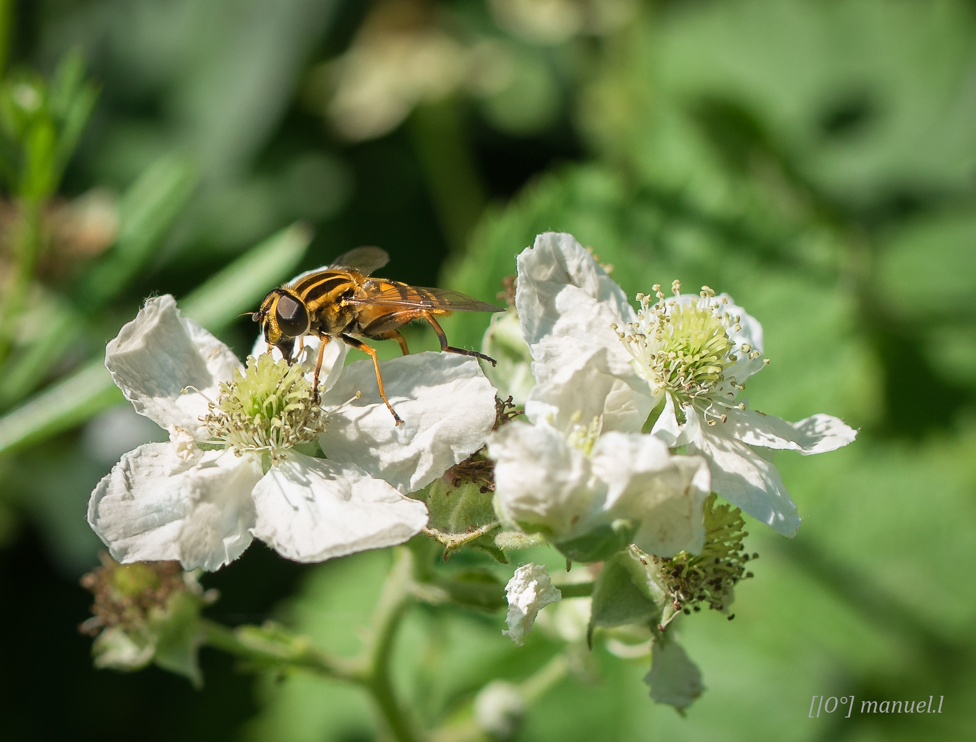 Sony a7 II + 90mm F2.8 Macro SSM sample photo. Hoverfly photography