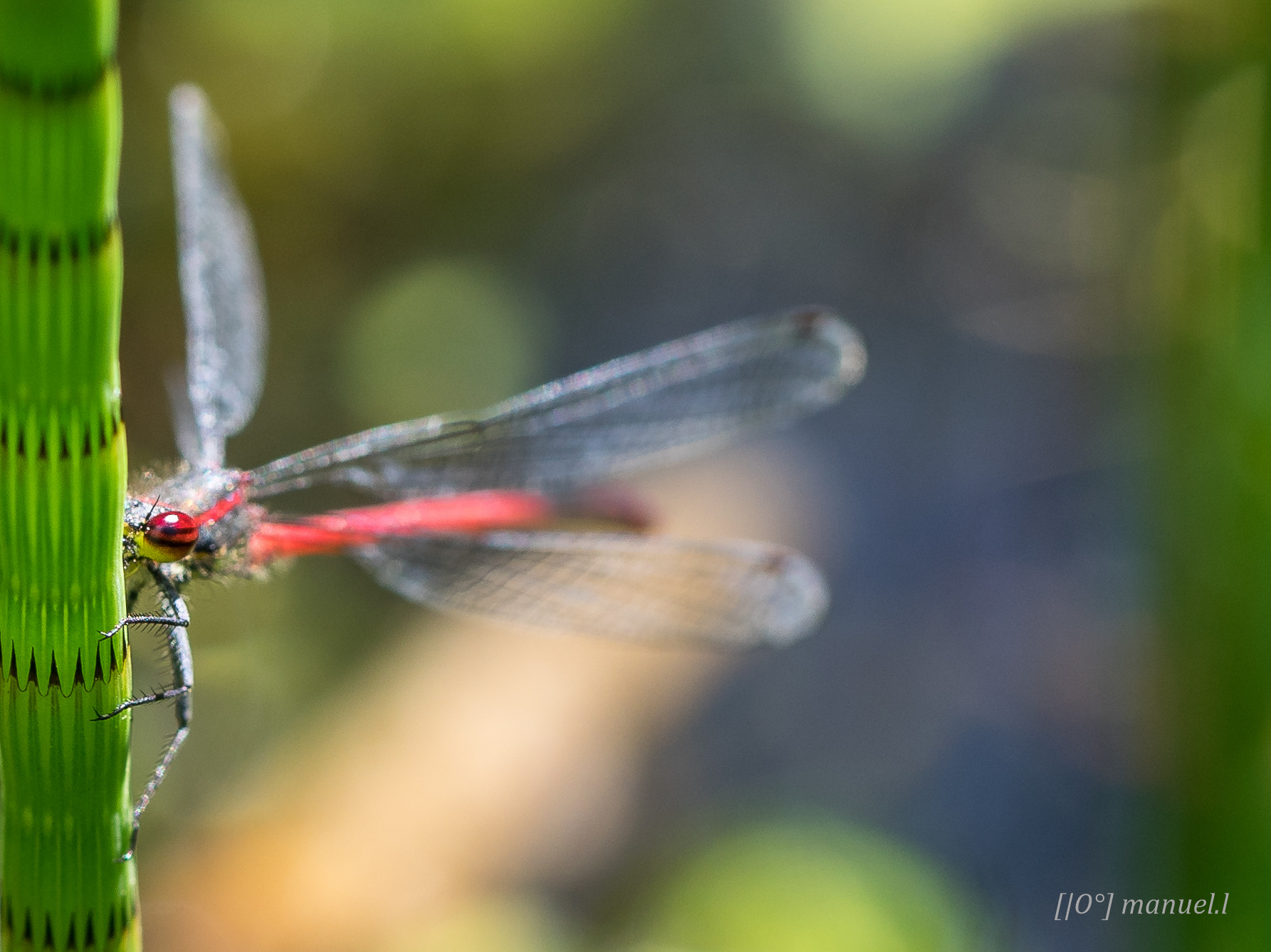 Sony a7 II + 90mm F2.8 Macro SSM sample photo. I see you photography