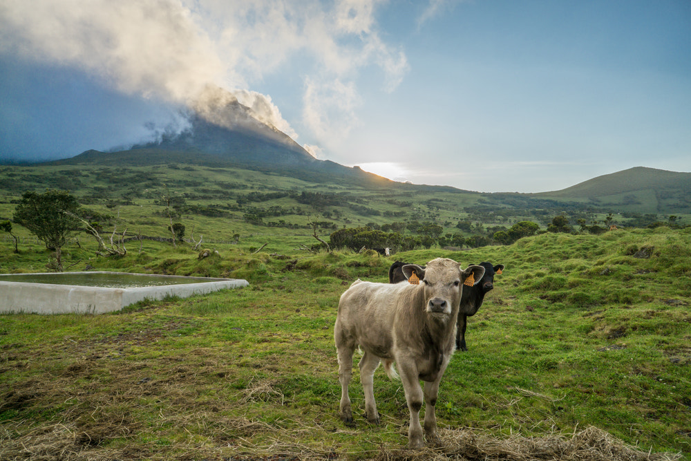 Sony a5100 + Sony E 16mm F2.8 sample photo. Pico's cows photography