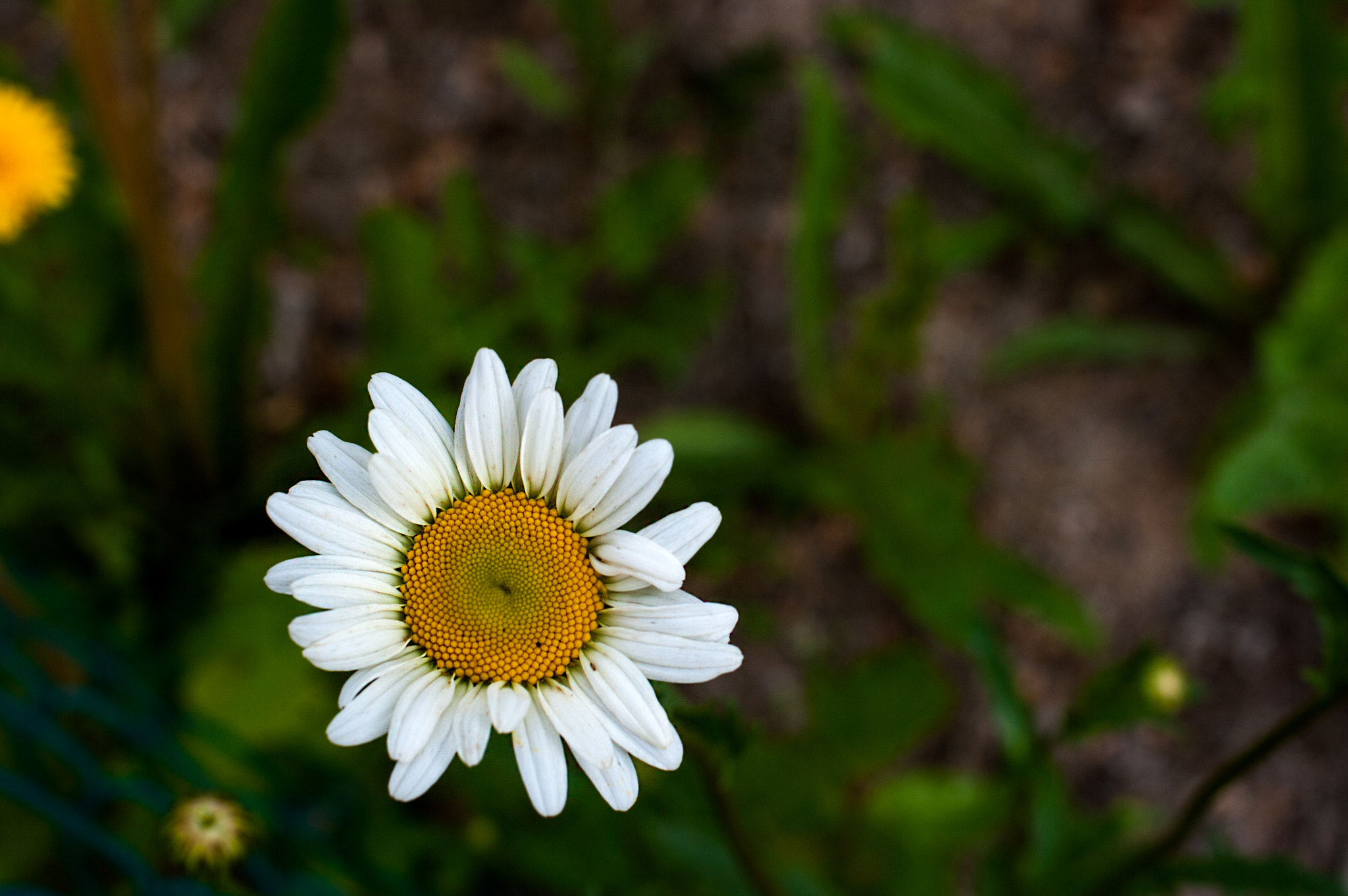 Pentax K20D + HD Pentax DA 35mm F2.8 Macro Limited sample photo. Back yard flower photography