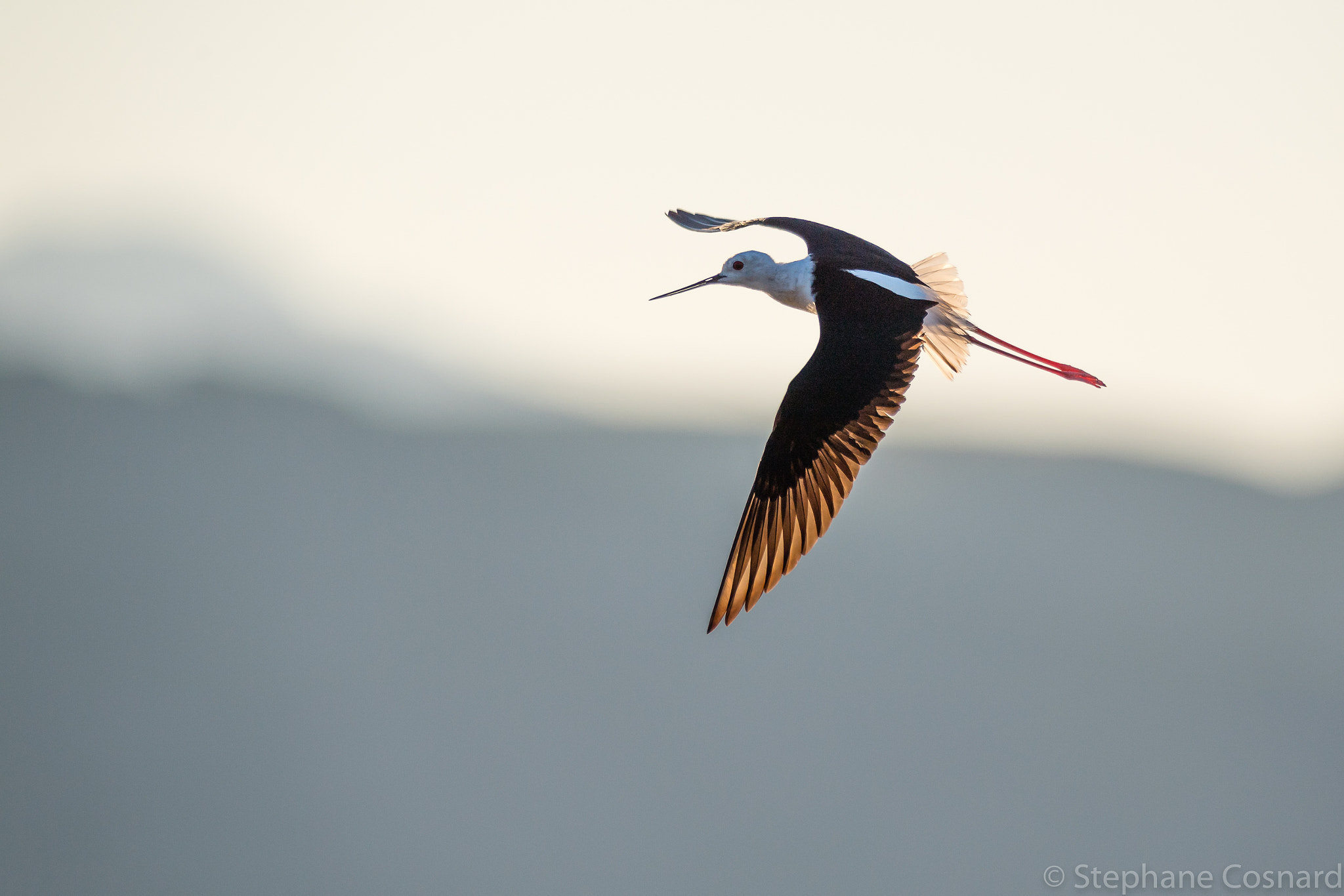 Nikon AF-S Nikkor 300mm F2.8G ED VR II sample photo. Morning move photography