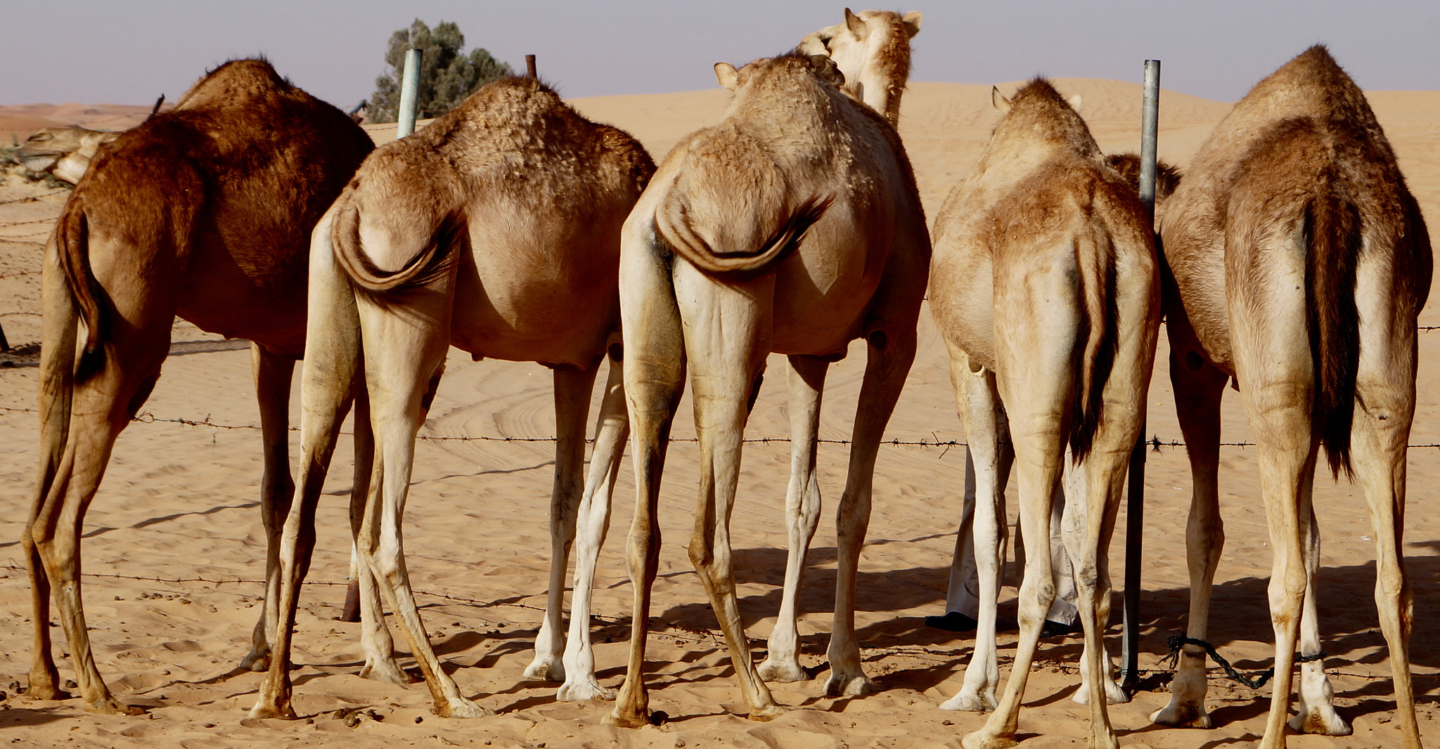 Sony DT 18-55mm F3.5-5.6 SAM II sample photo. Camel meeting photography