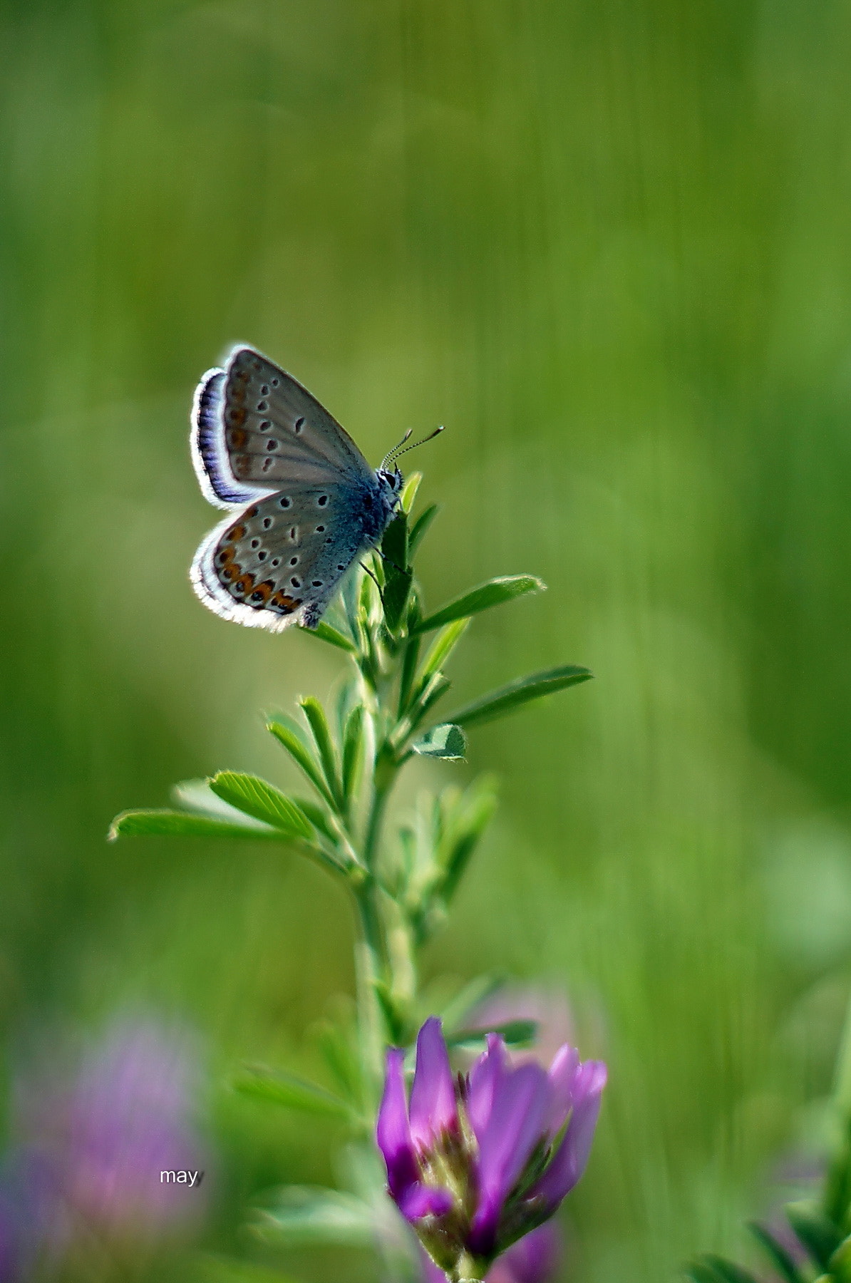 Sony SLT-A65 (SLT-A65V) + Minolta AF 50mm F1.7 sample photo. Copper-butterfly.. photography